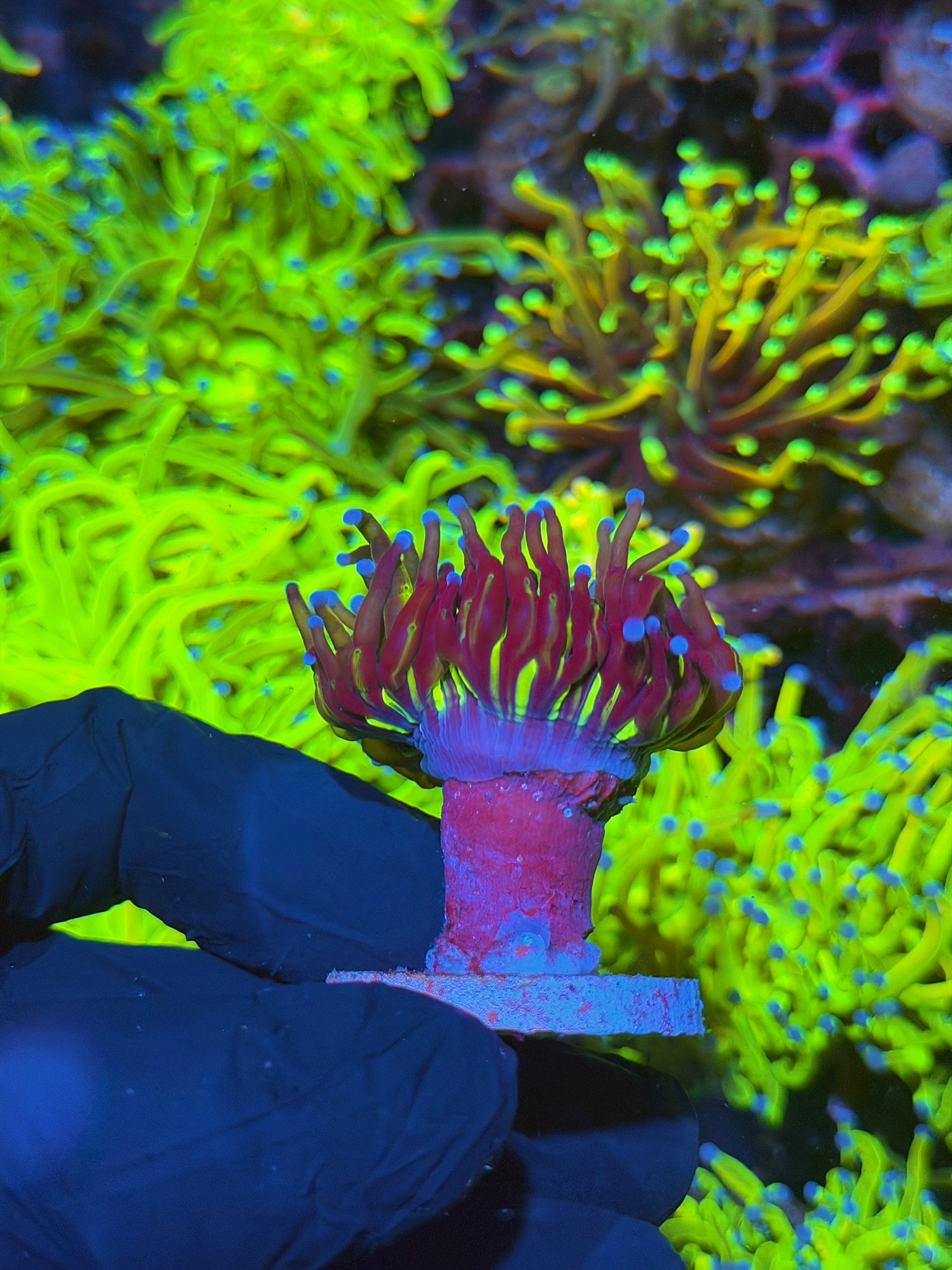 JEA Death Star Holy Grail Torch Coral 1 XXL Head 7/10