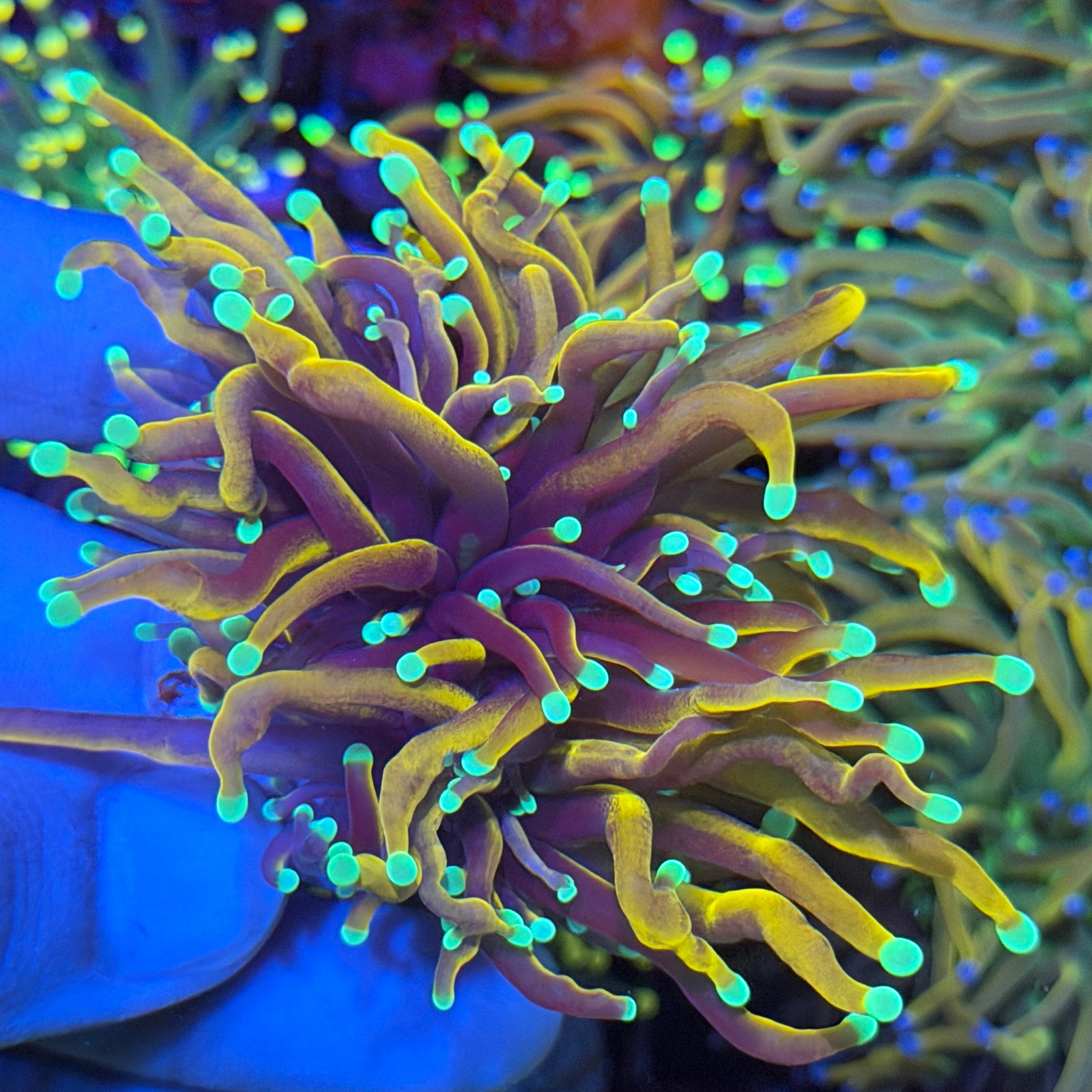 JEA OG Jester Torch Coral 2 Heads XL 6/3