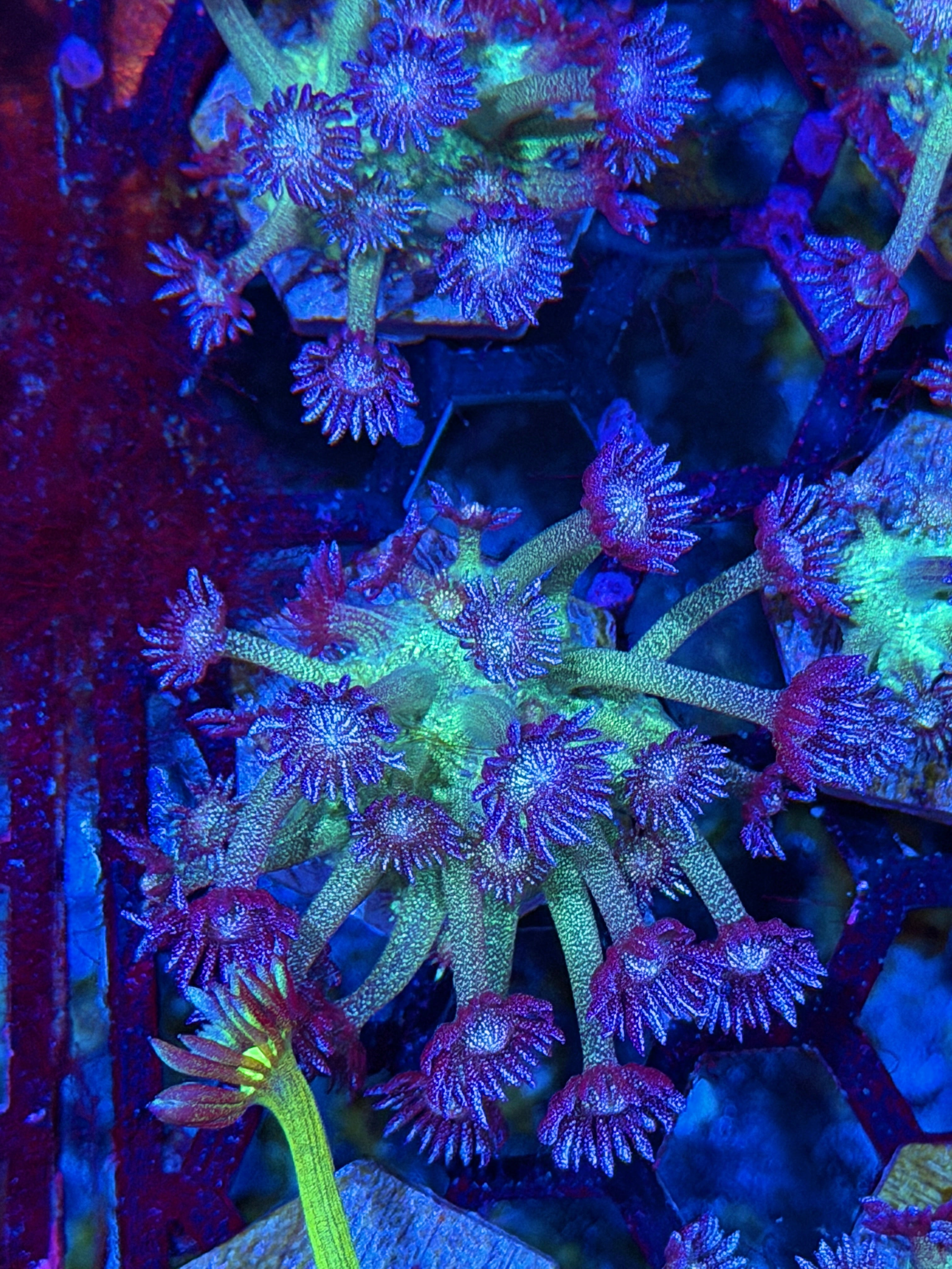 JEA Glitter Frenzy Goniopora Coral *New Release* 7/21
