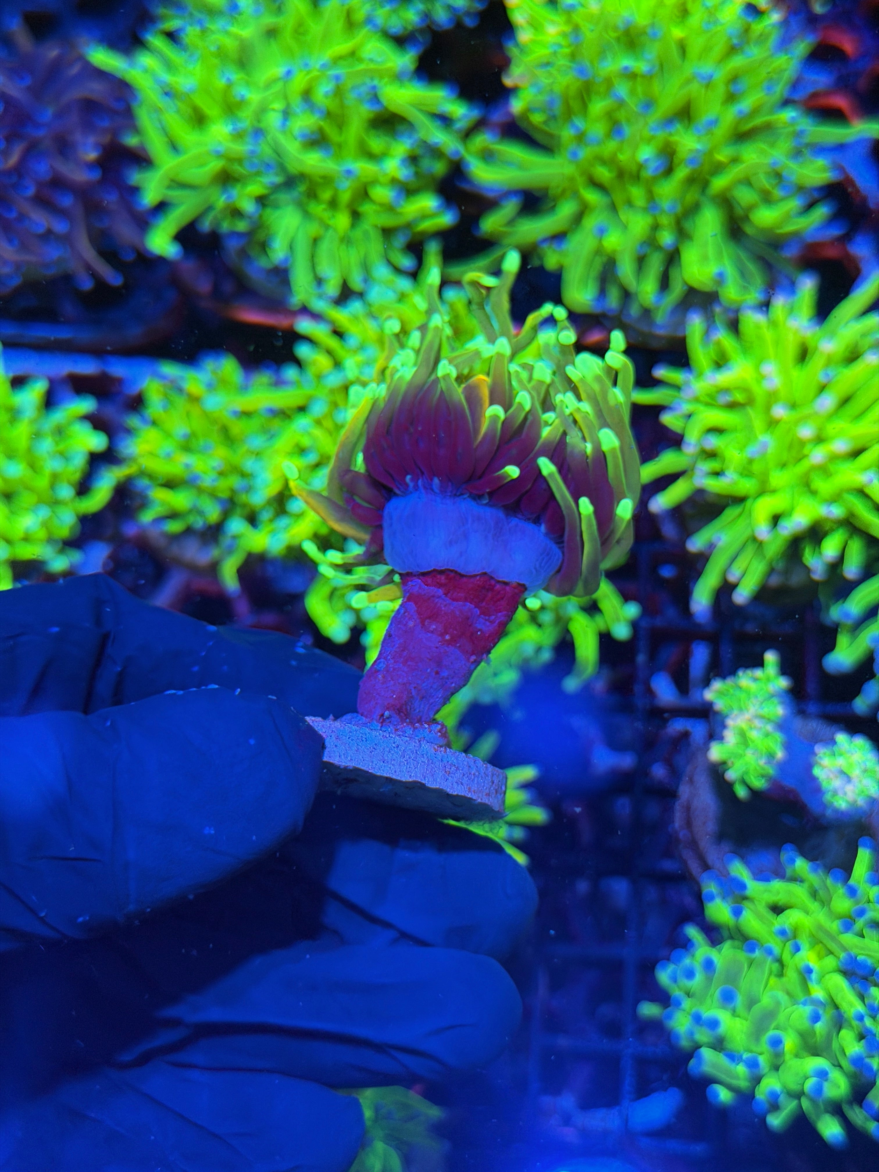 JEA Freezer Burn Torch Coral 1 Head