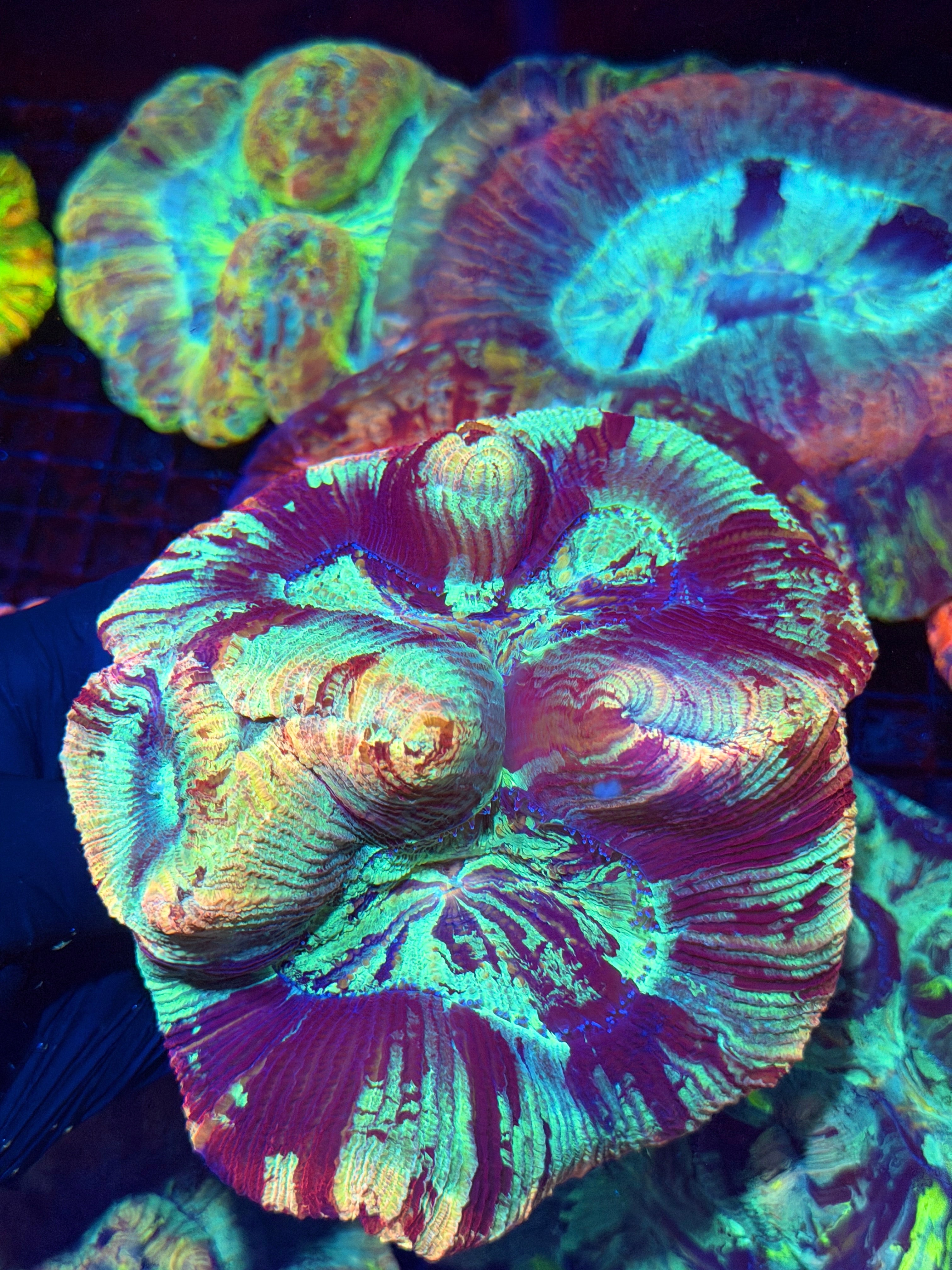 Insane Double Head Rainbow Trachyphyllia Meat Coral XXL Show Piece RARE