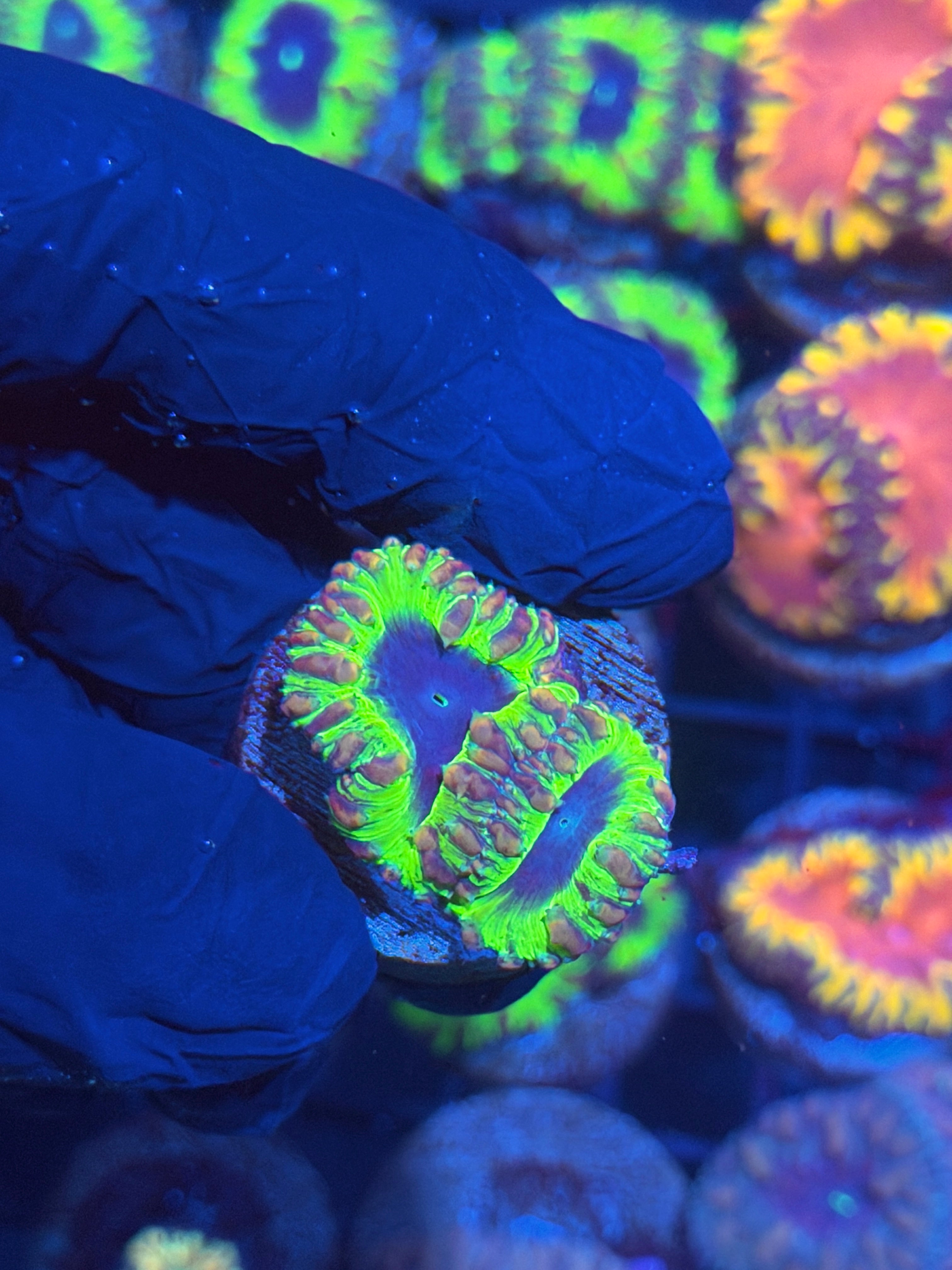 JEA Willy Wonka Blastomussa Coral 2 Heads 11/28