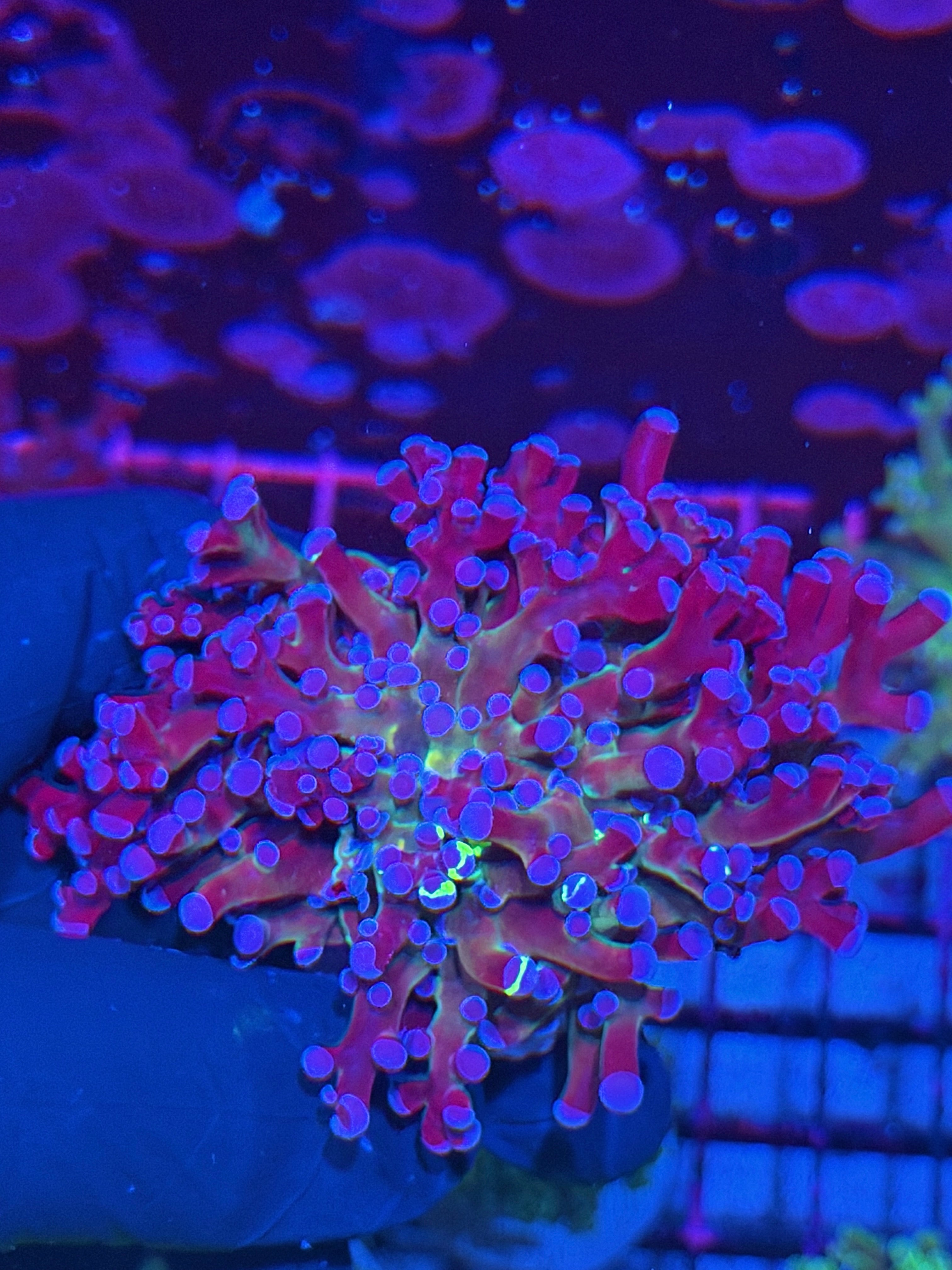 JEA Mardi Gras frogspawn Coral Grafted 2 XL Heads Splitting 7/22