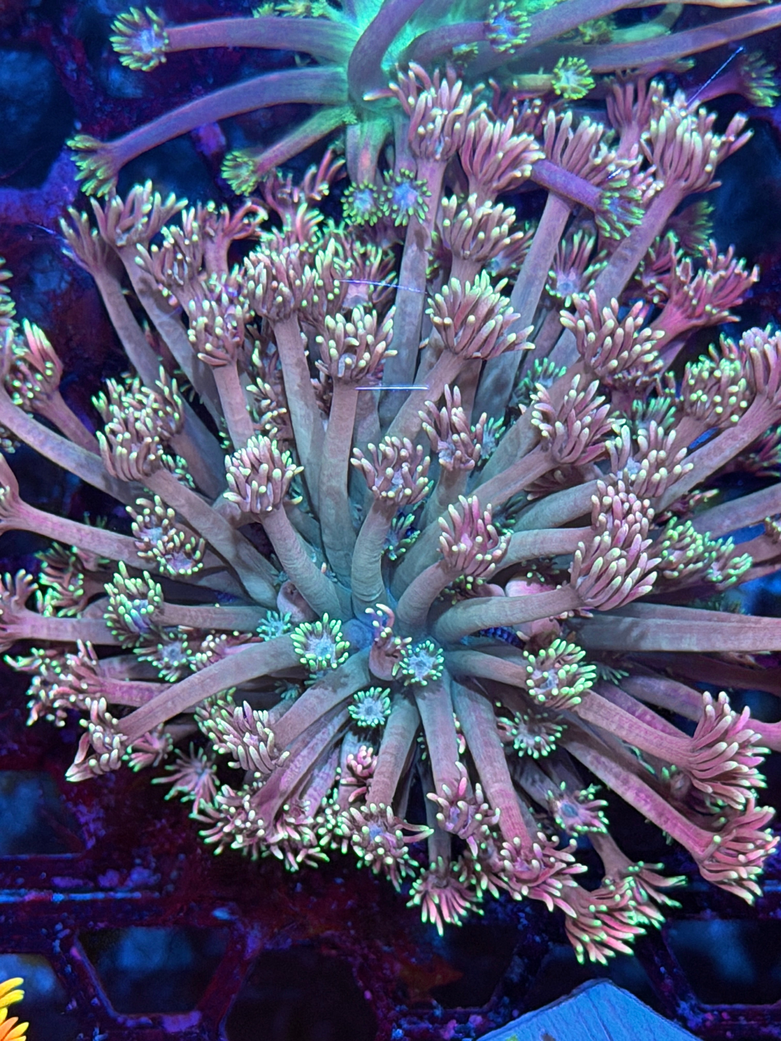 JEA Midnight Madness Goniopora Coral Mini Colony XXL