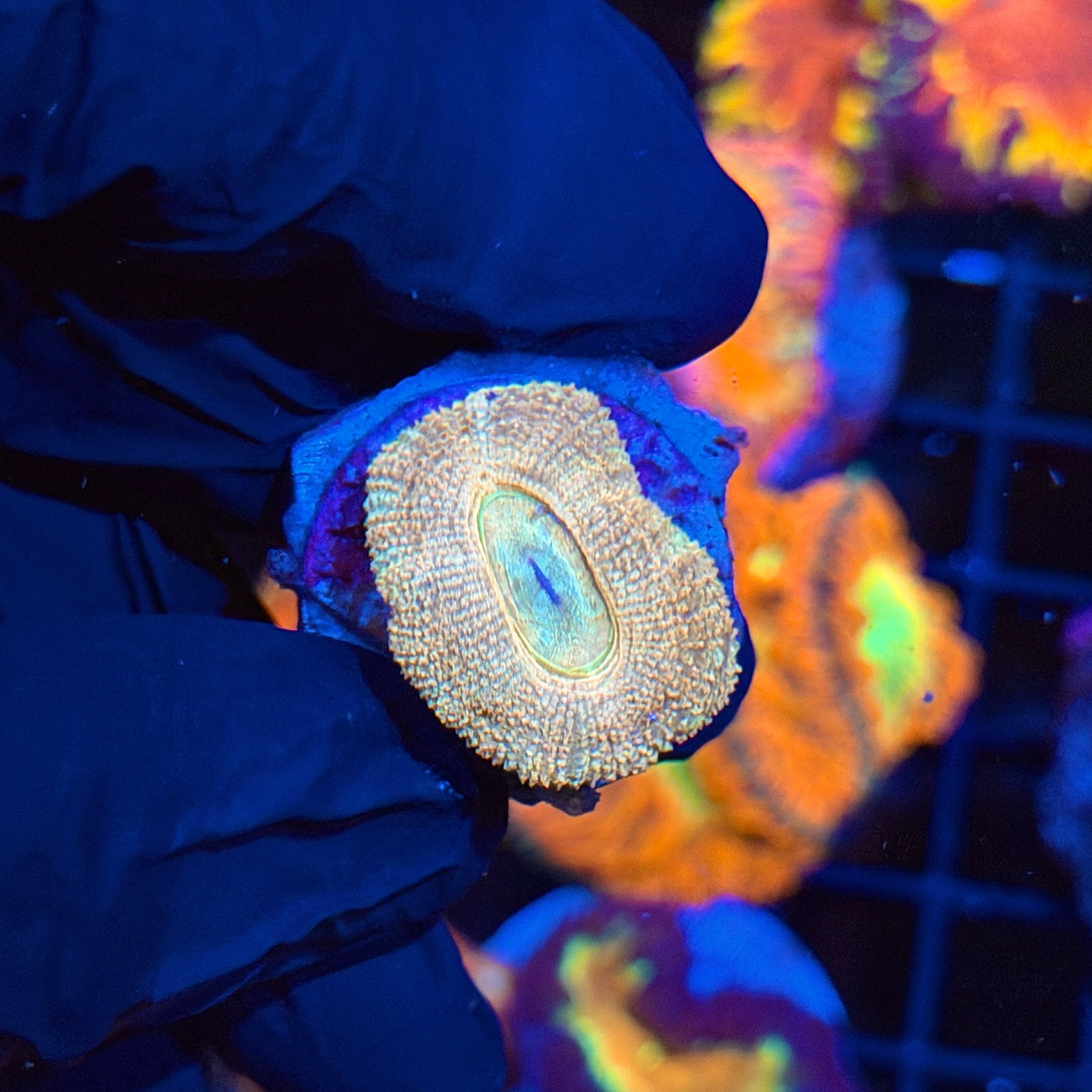 JEA Peaches N Cream Asian Acans *Only Frag Available* 4/23