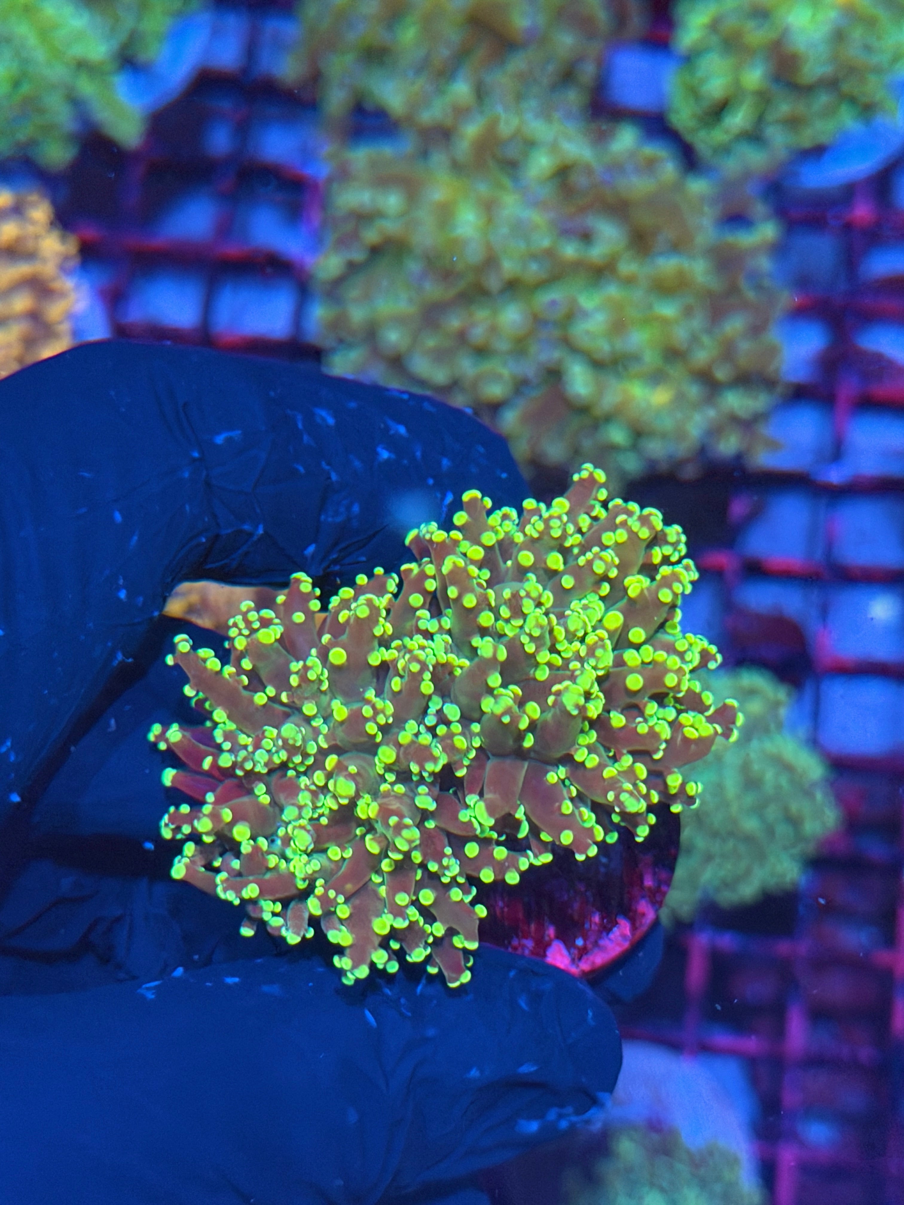 JEA Toxic Yellow Frogspawn Coral 2 Heads 7/31