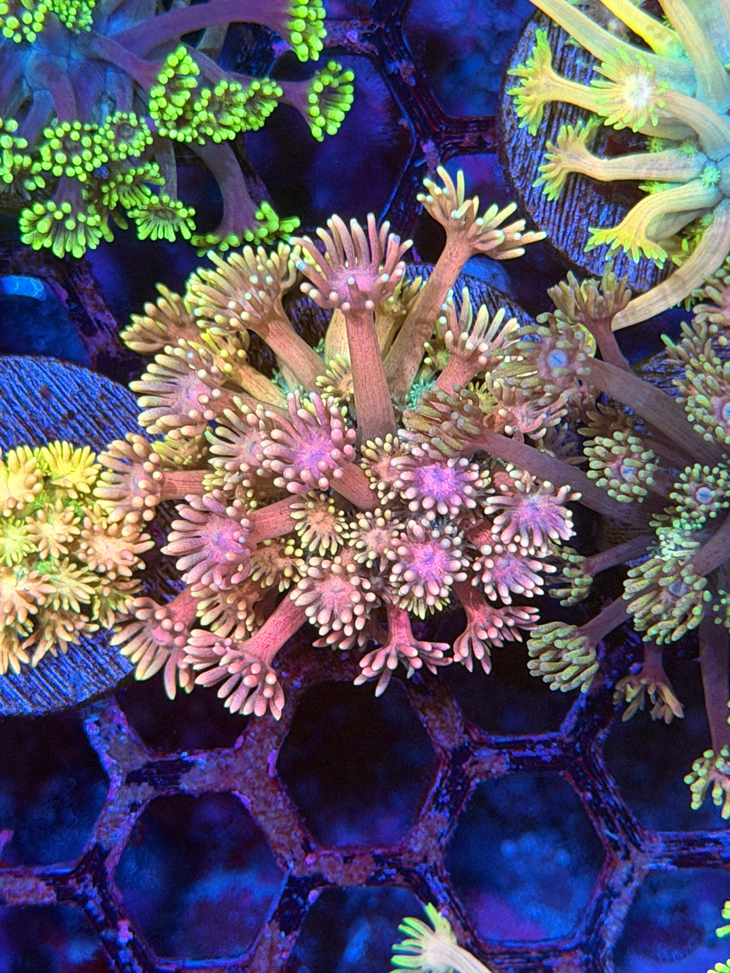JEA Rainbow Sprinkles Goniopora Coral 11/28