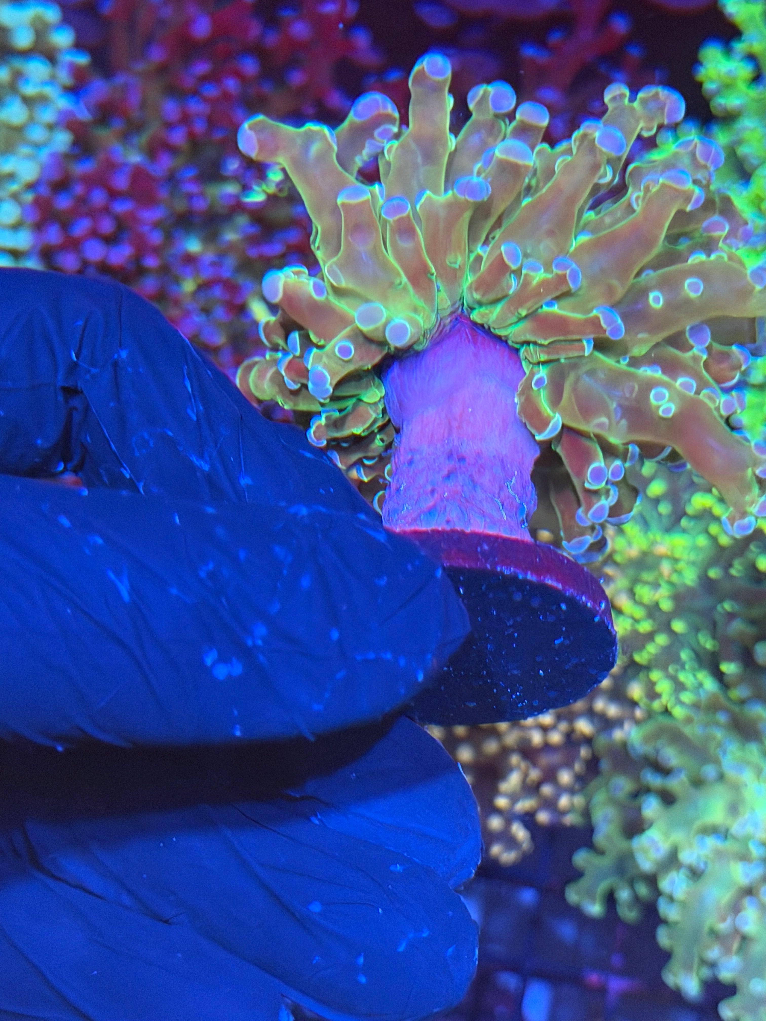 JEA Holy Grail Frogspawn Coral 1 XL Head 6/4