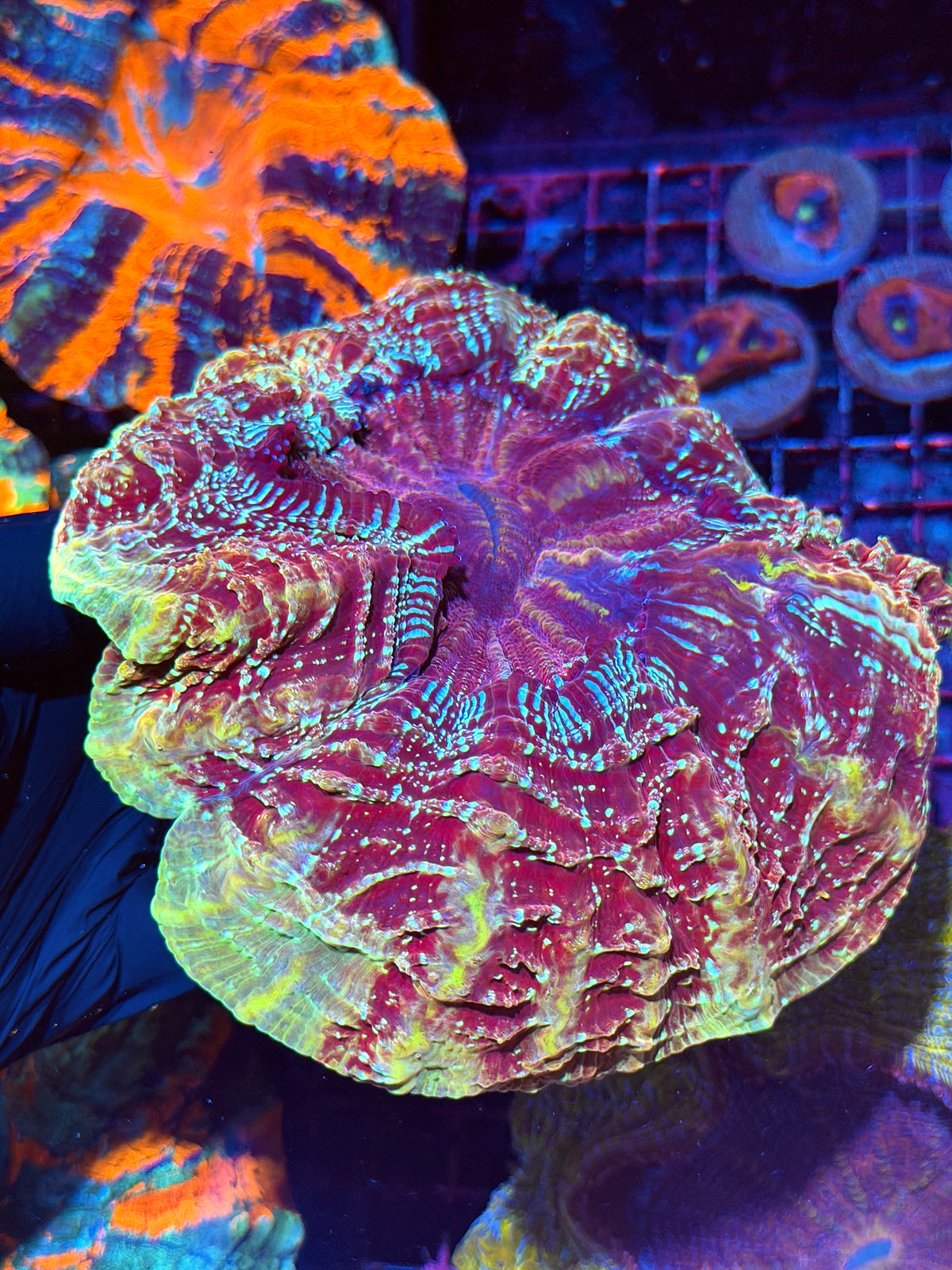 Unique Rainbow Acanthophyllia Meat Coral Show Piece