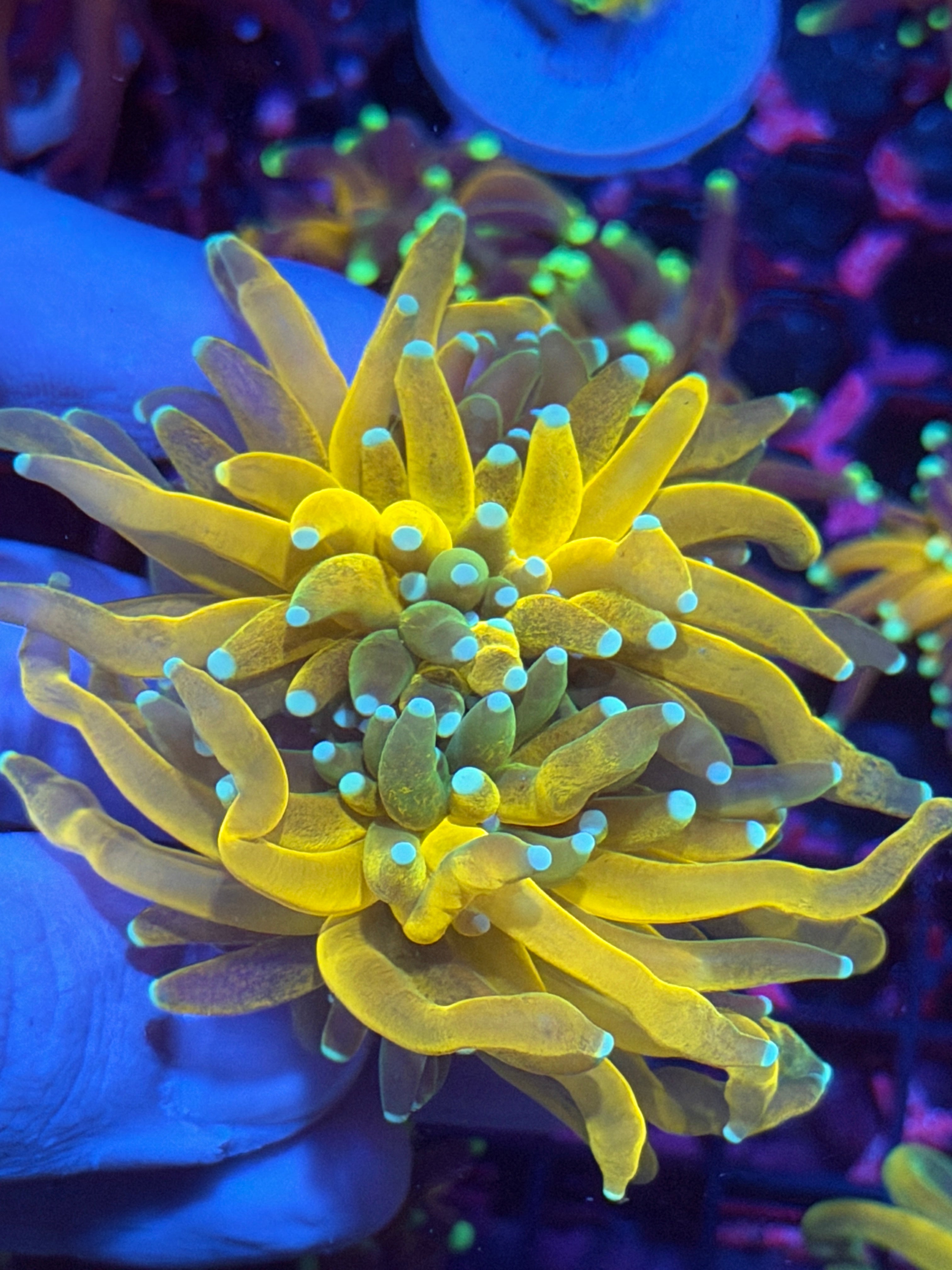 JEA Reverse Tiger Torch Coral XXL 2 Heads Show Piece 12/1