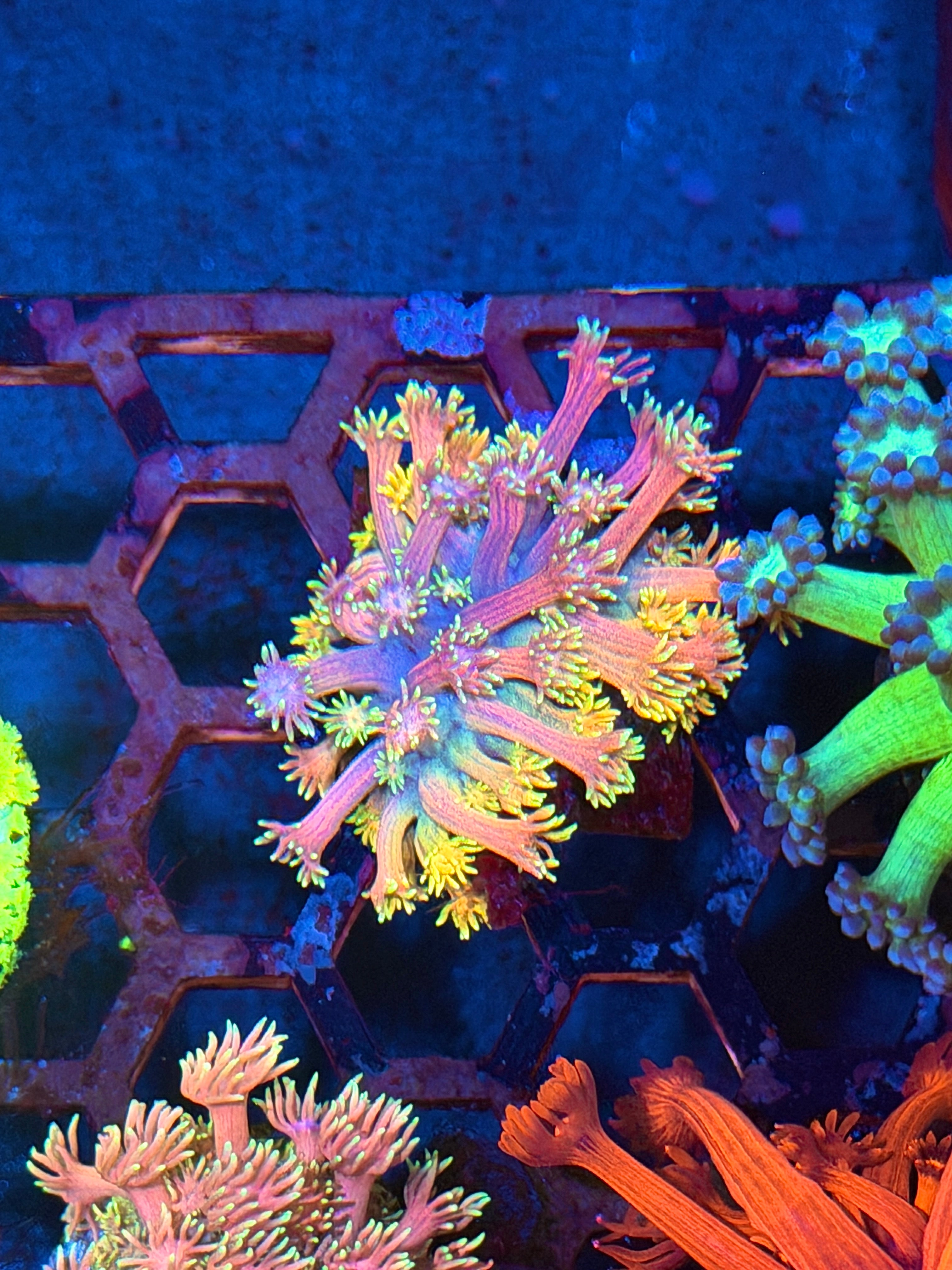 JEA Rainbow Road Goniopora Coral *New Release*