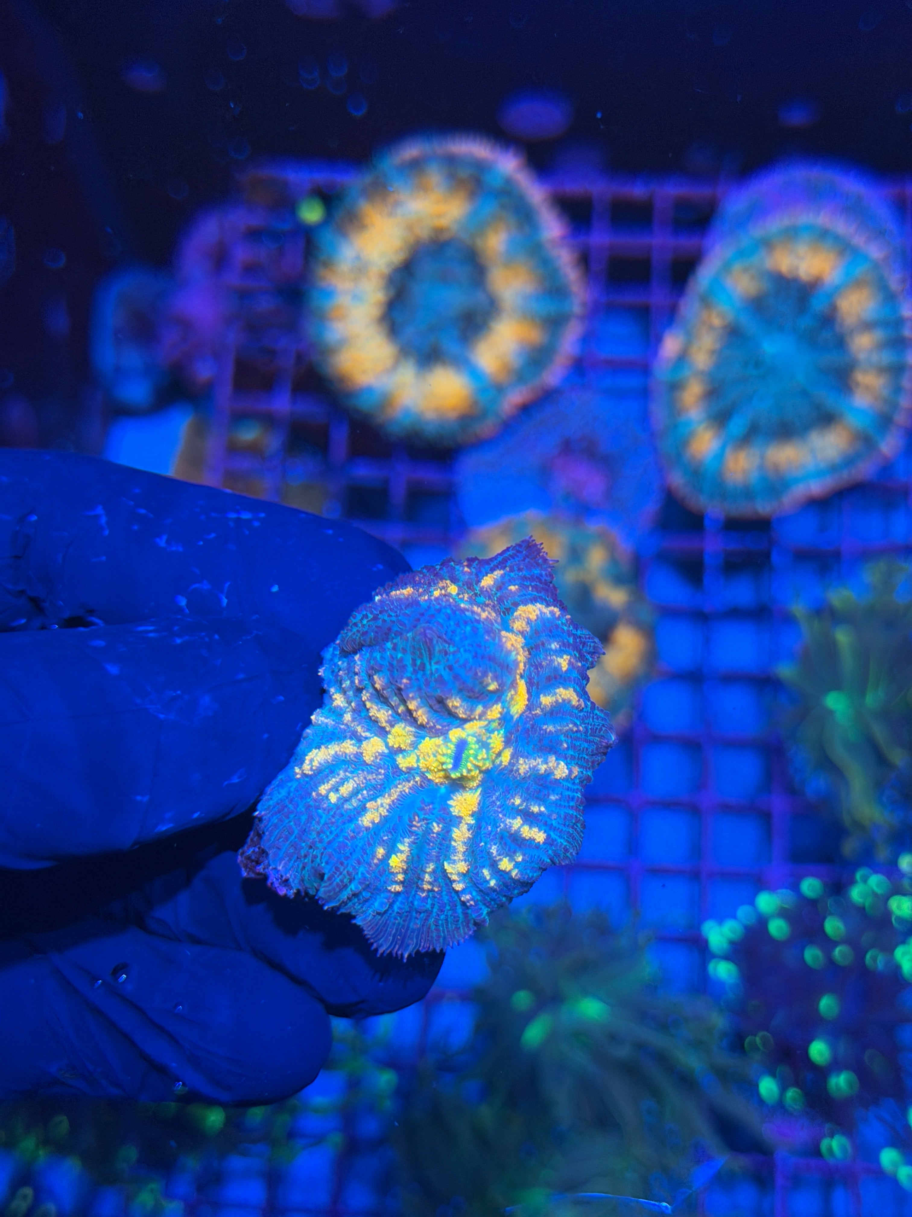 JEA The Thing Mushroom Coral XL 7/21