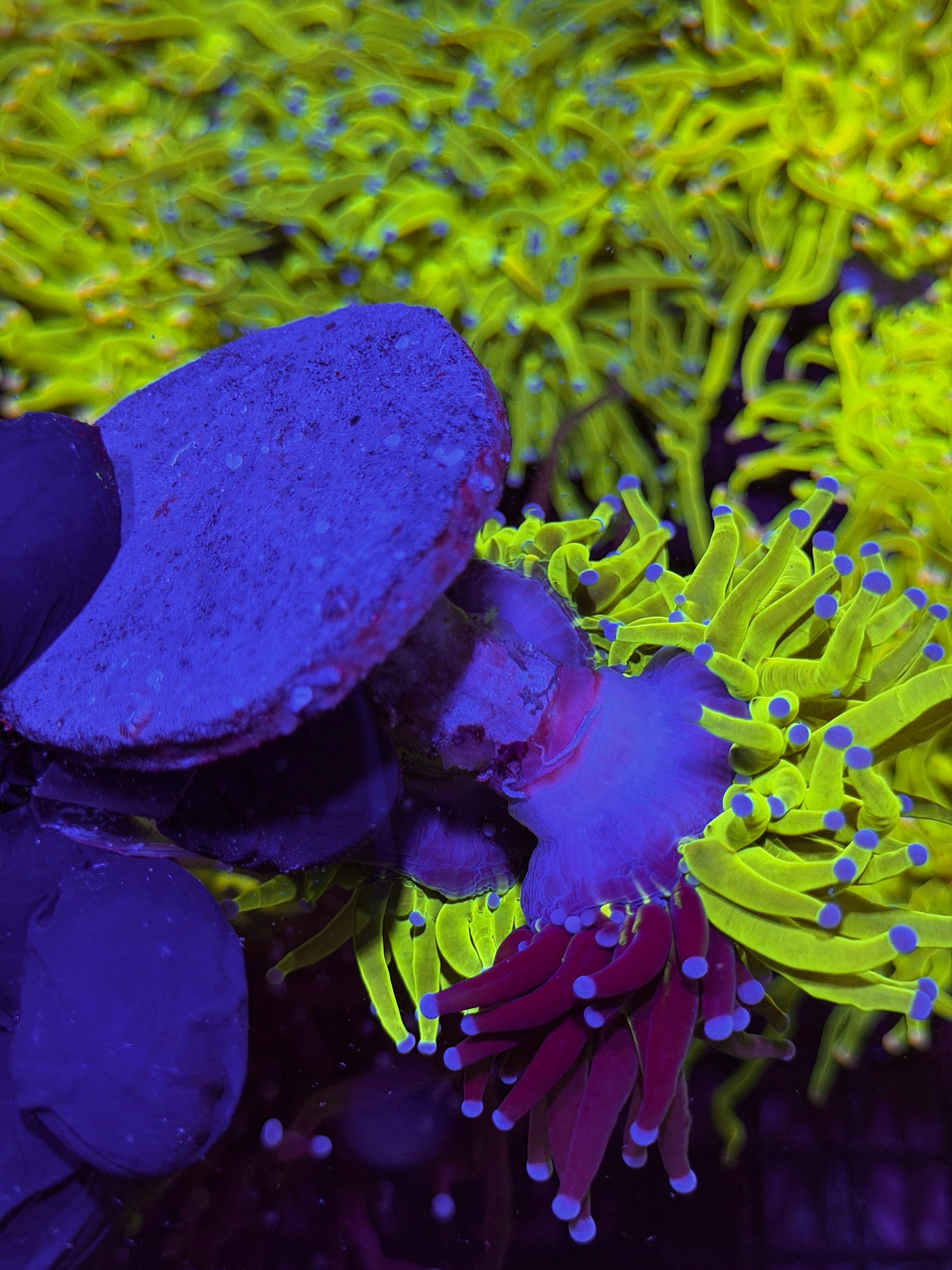 JEA Grafted Holy Grail Torch Coral 2 Heads XXXL Show Piece 7/22
