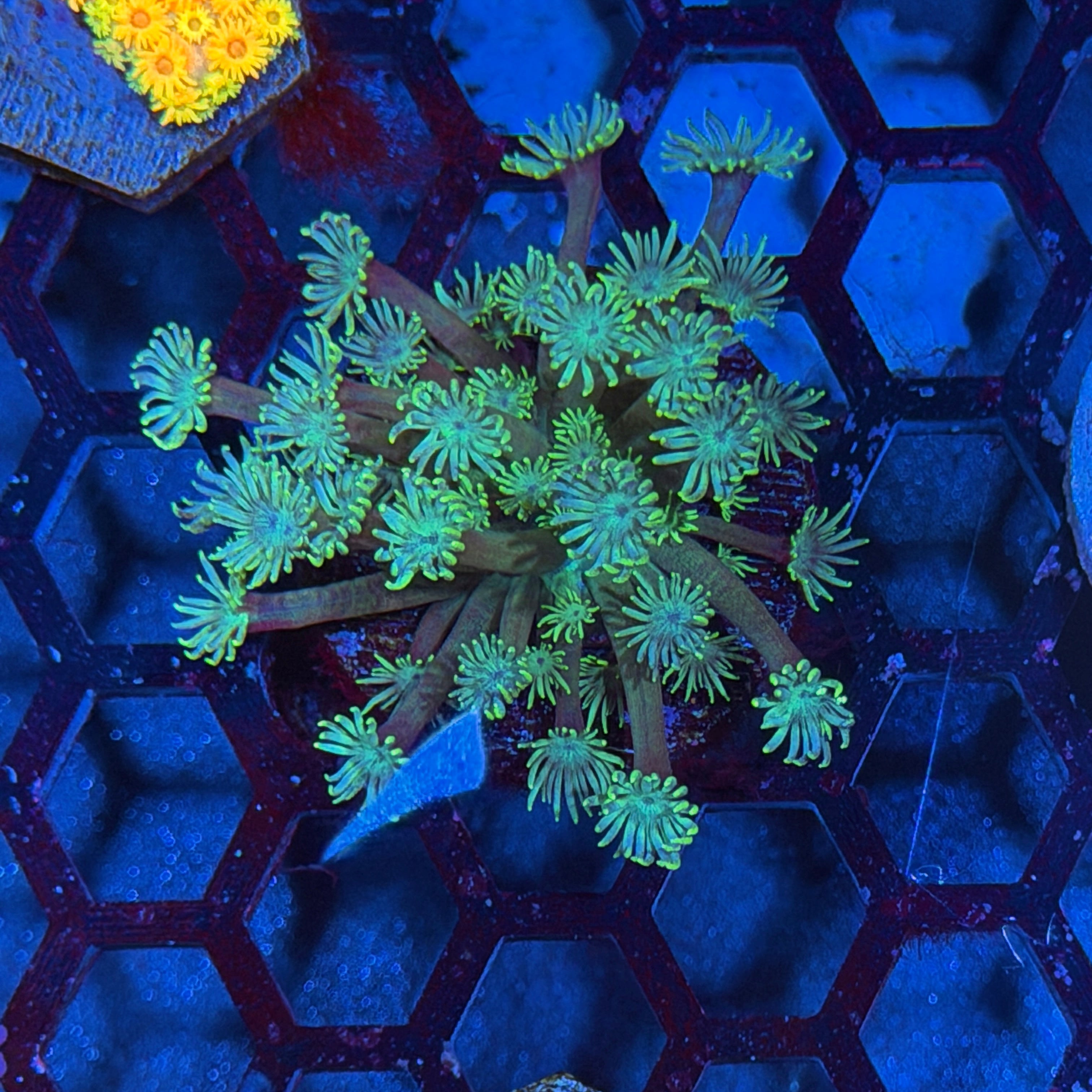 JEA Goblin Goniopora Coral 6/3