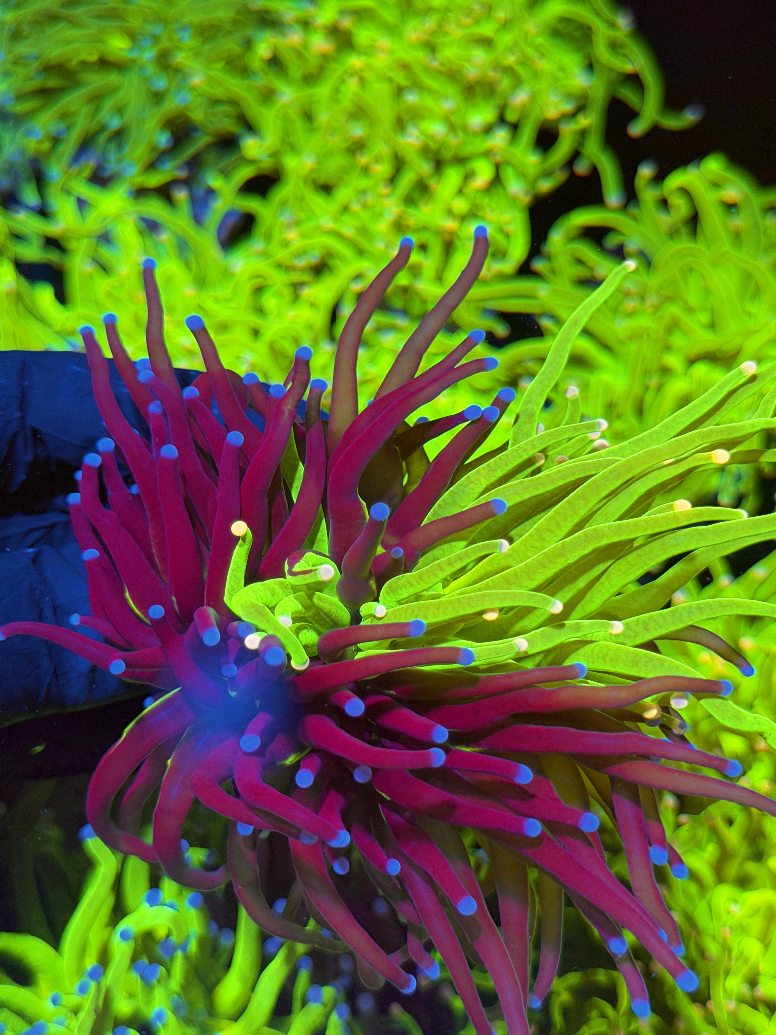 JEA Grafted Holy Grail Torch Coral 2 XL Heads RARE 7/15