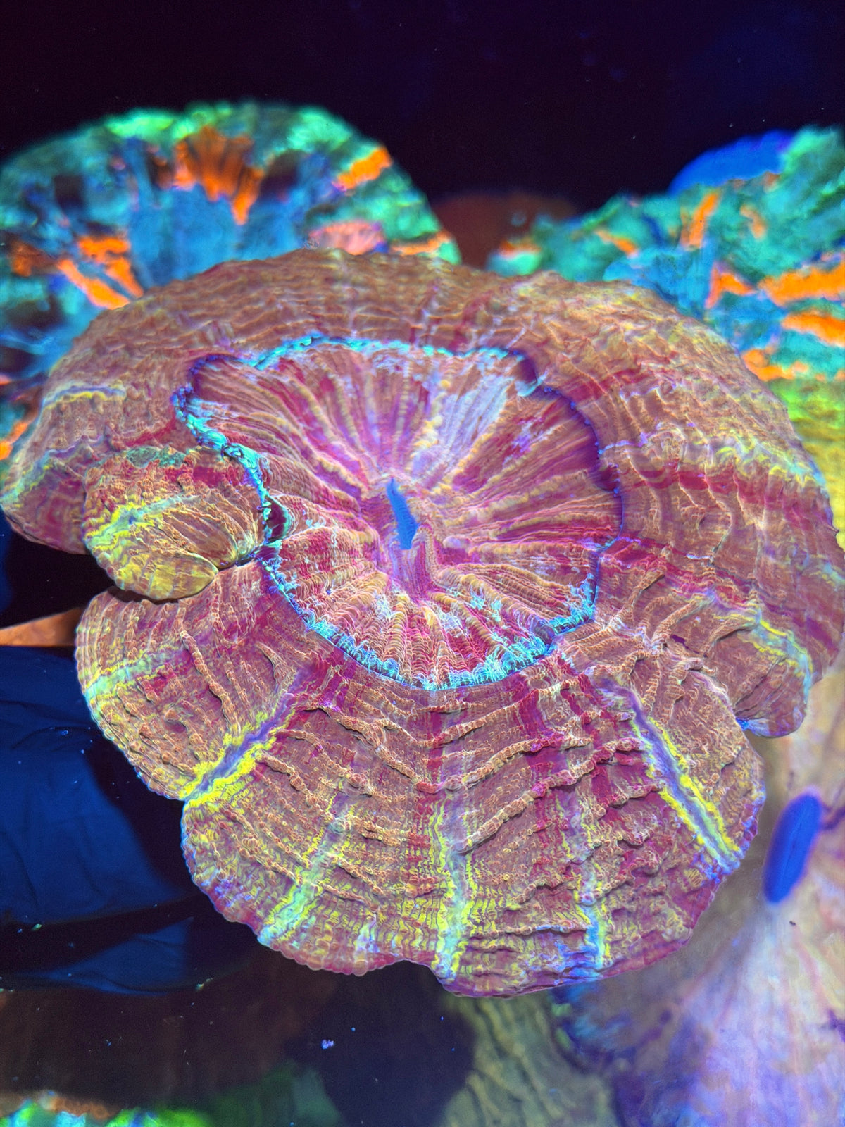 Rainbow Acanthophyllia Show Piece XXL 9/28