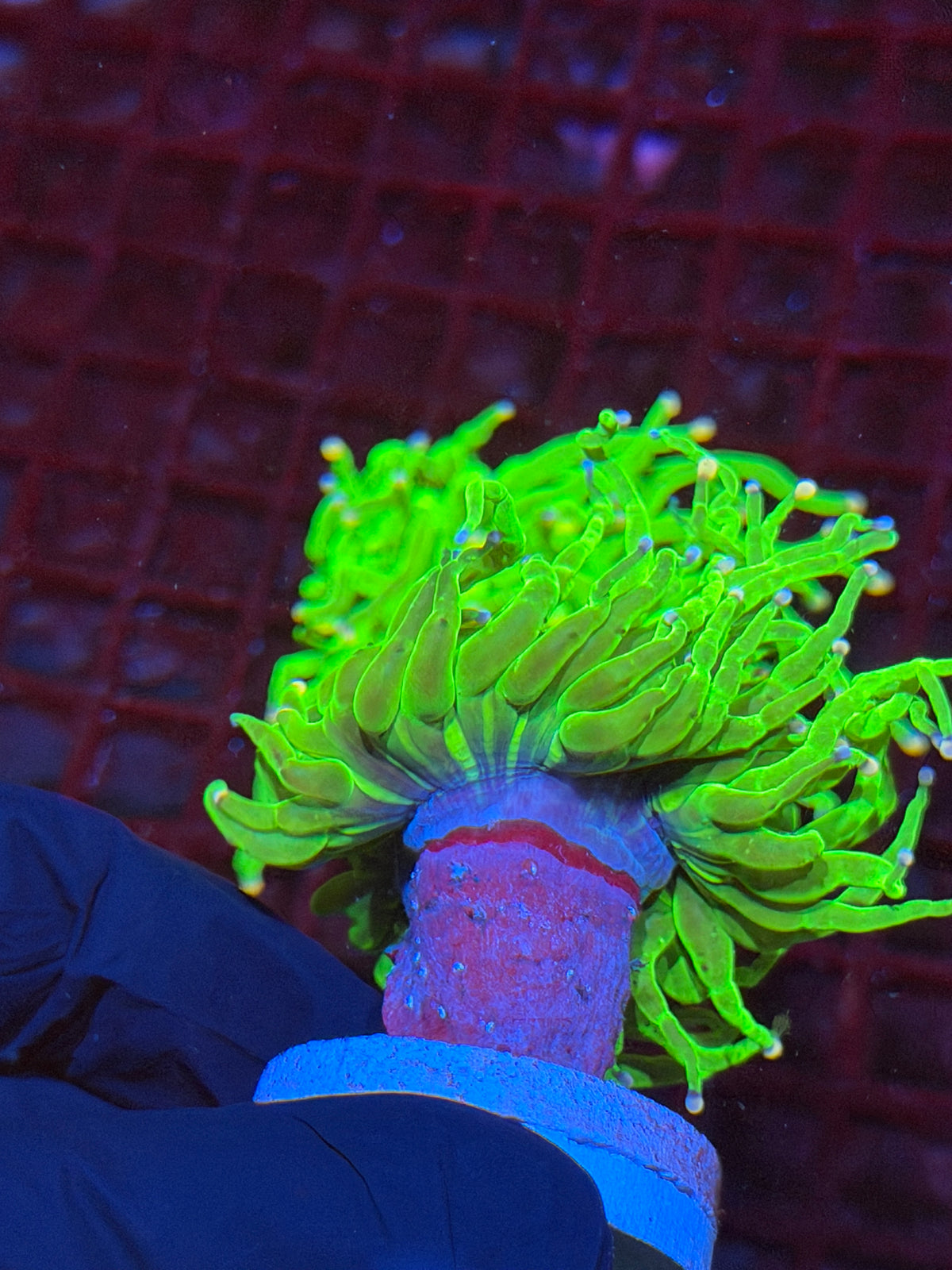 JEA Sweet Tarts Holy Grail Torch Coral 2 Heads Splitting XL 9/22