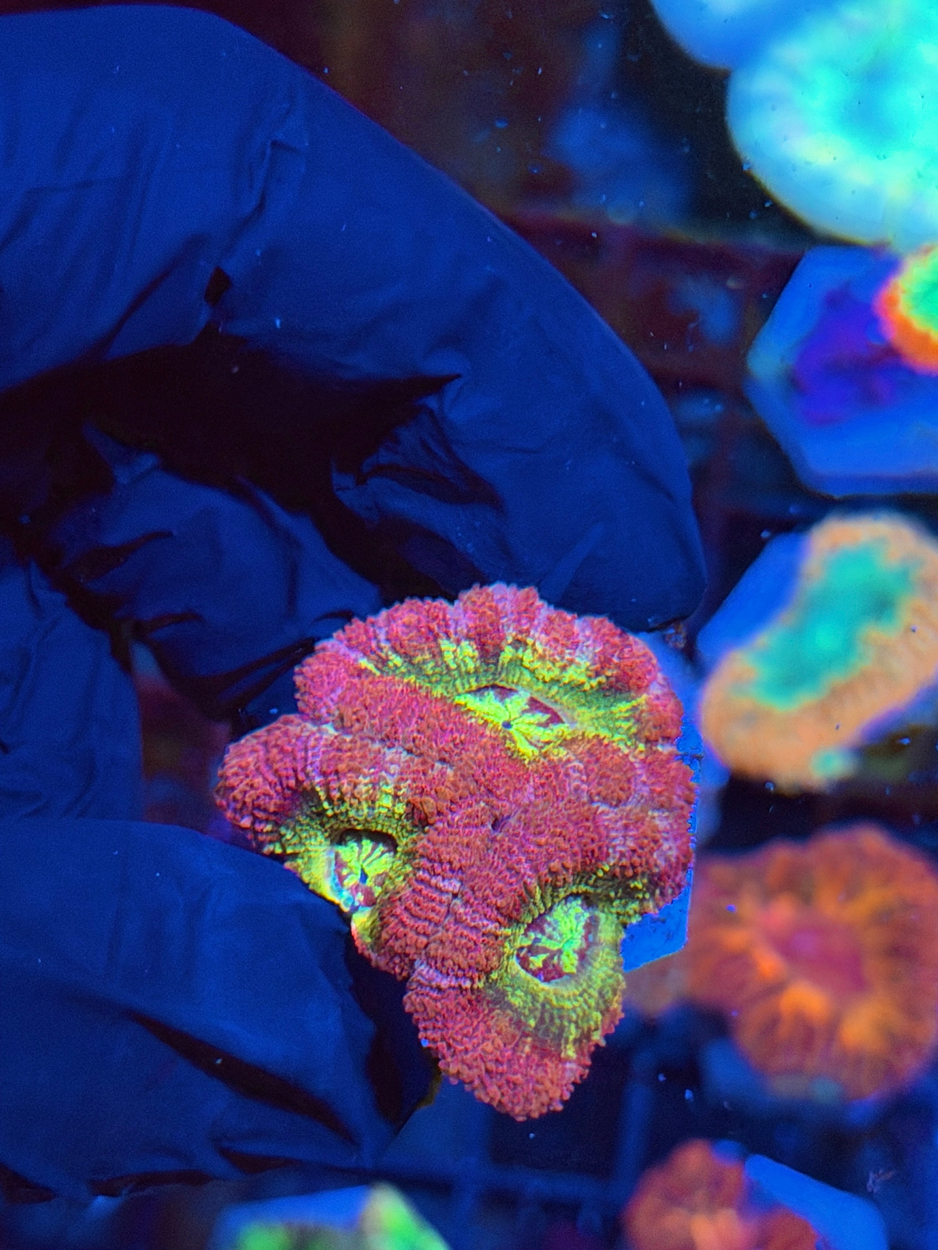 JEA Laffy Taffy Asian Acans 3 XL Heads 4/24