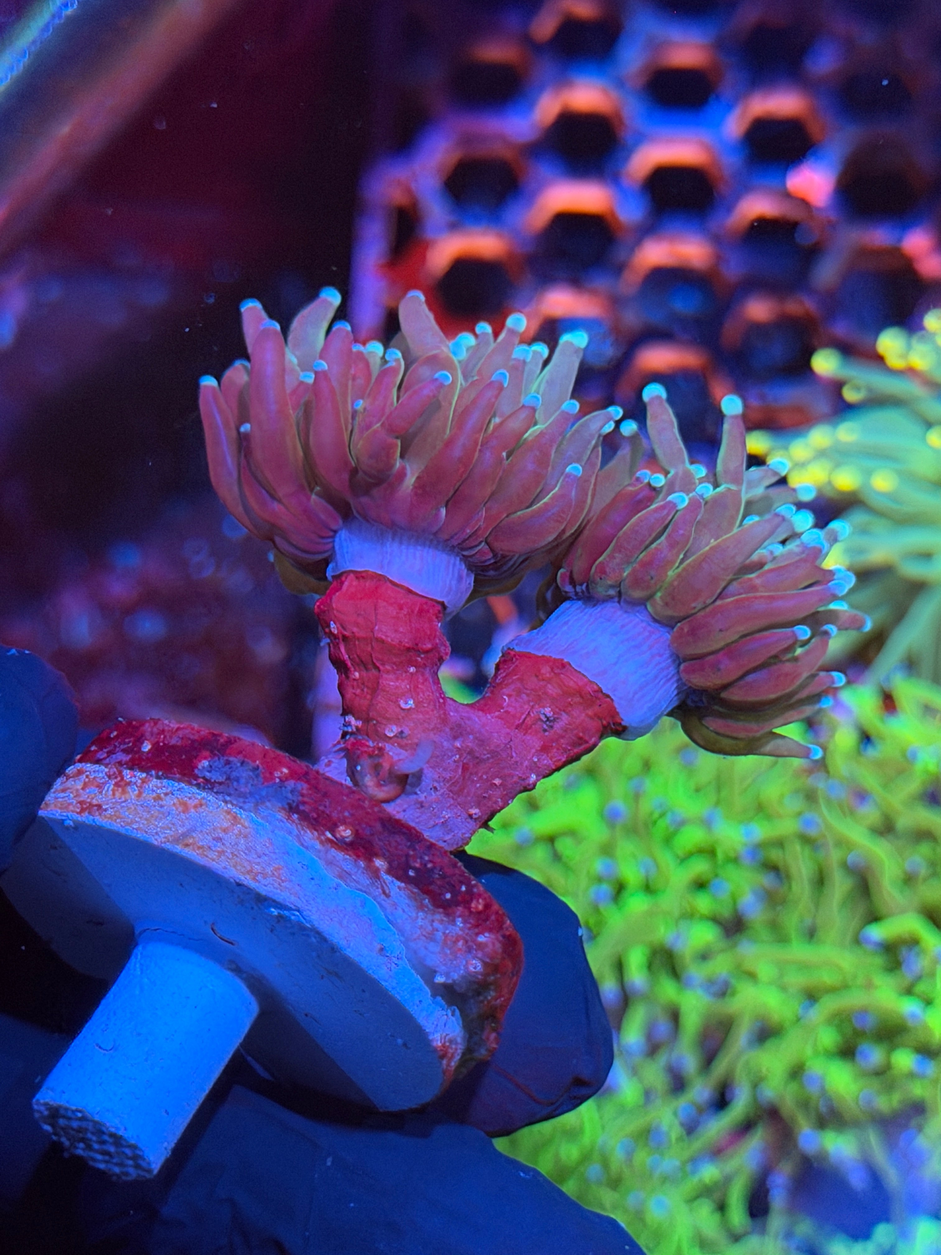 JEA Oddball Tiger 2.0 Torch Coral 2 Heads XL 9/5