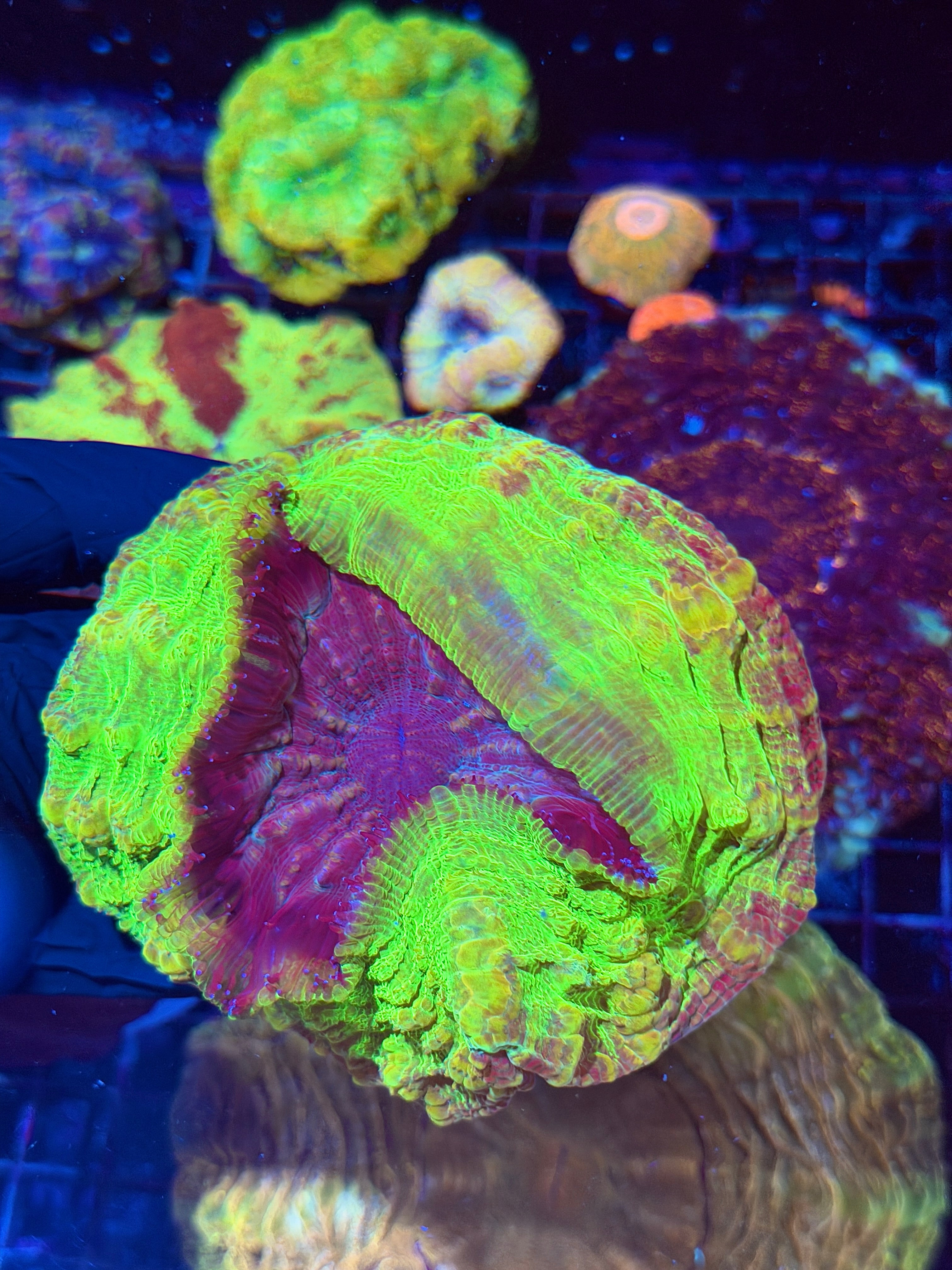 Extremely Unique Acanthophyllia Meat Coral Yellow/Green/Purple/Pink