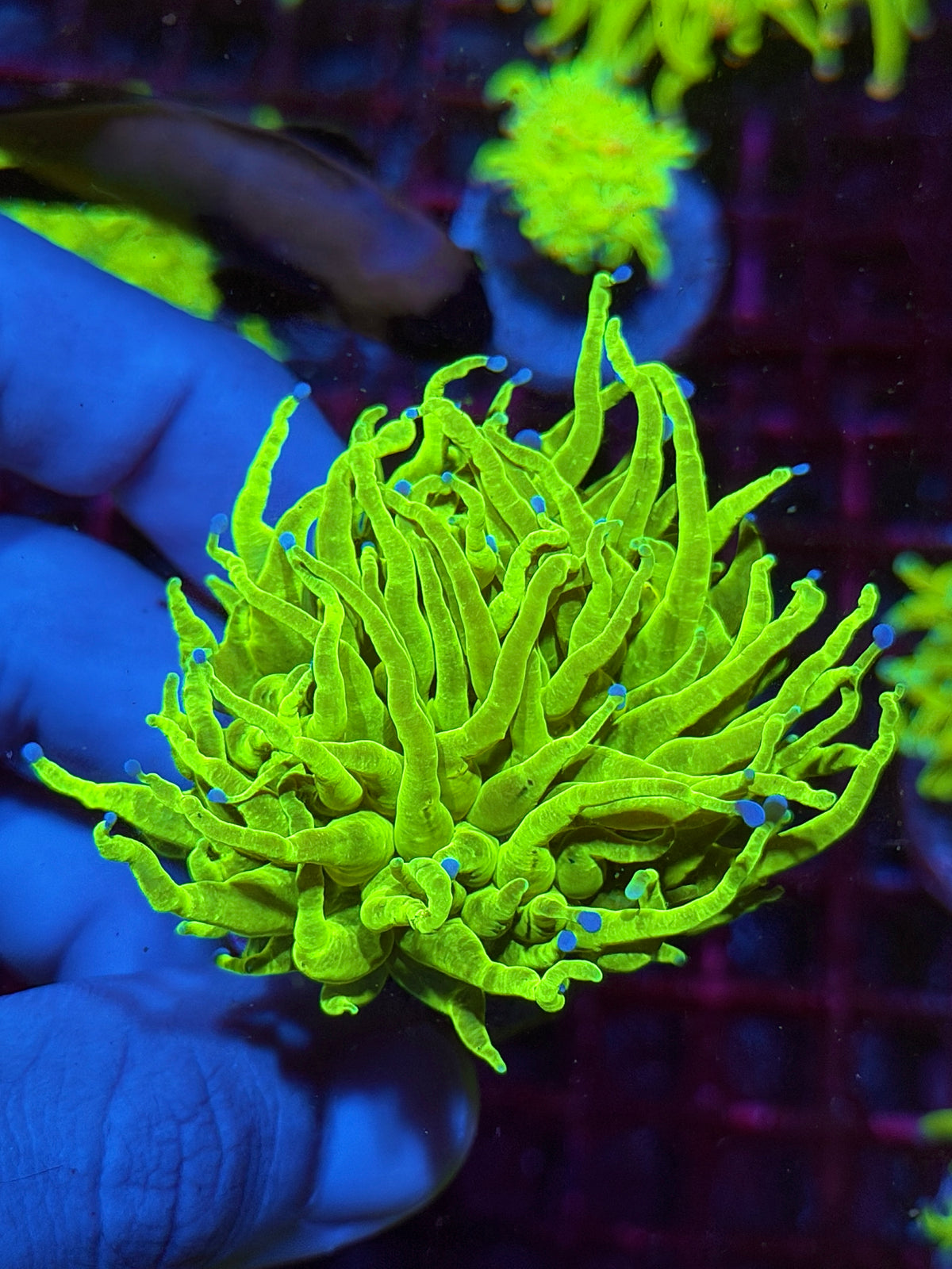 JEA Holy Grail Torch Coral 1 XXL Head 10/24