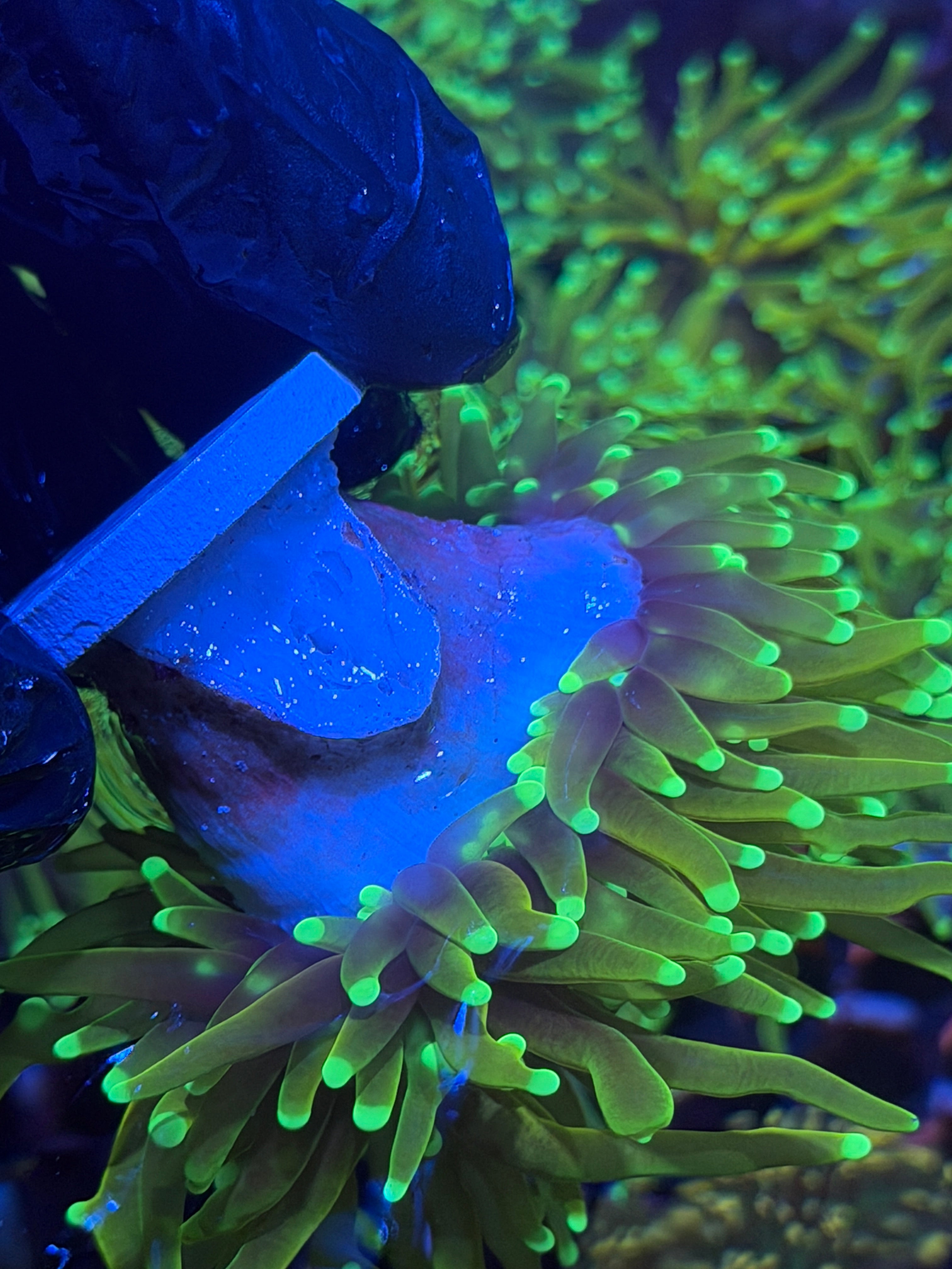 JEA Hell Fire Torch Coral 1 XXL Head Splitting