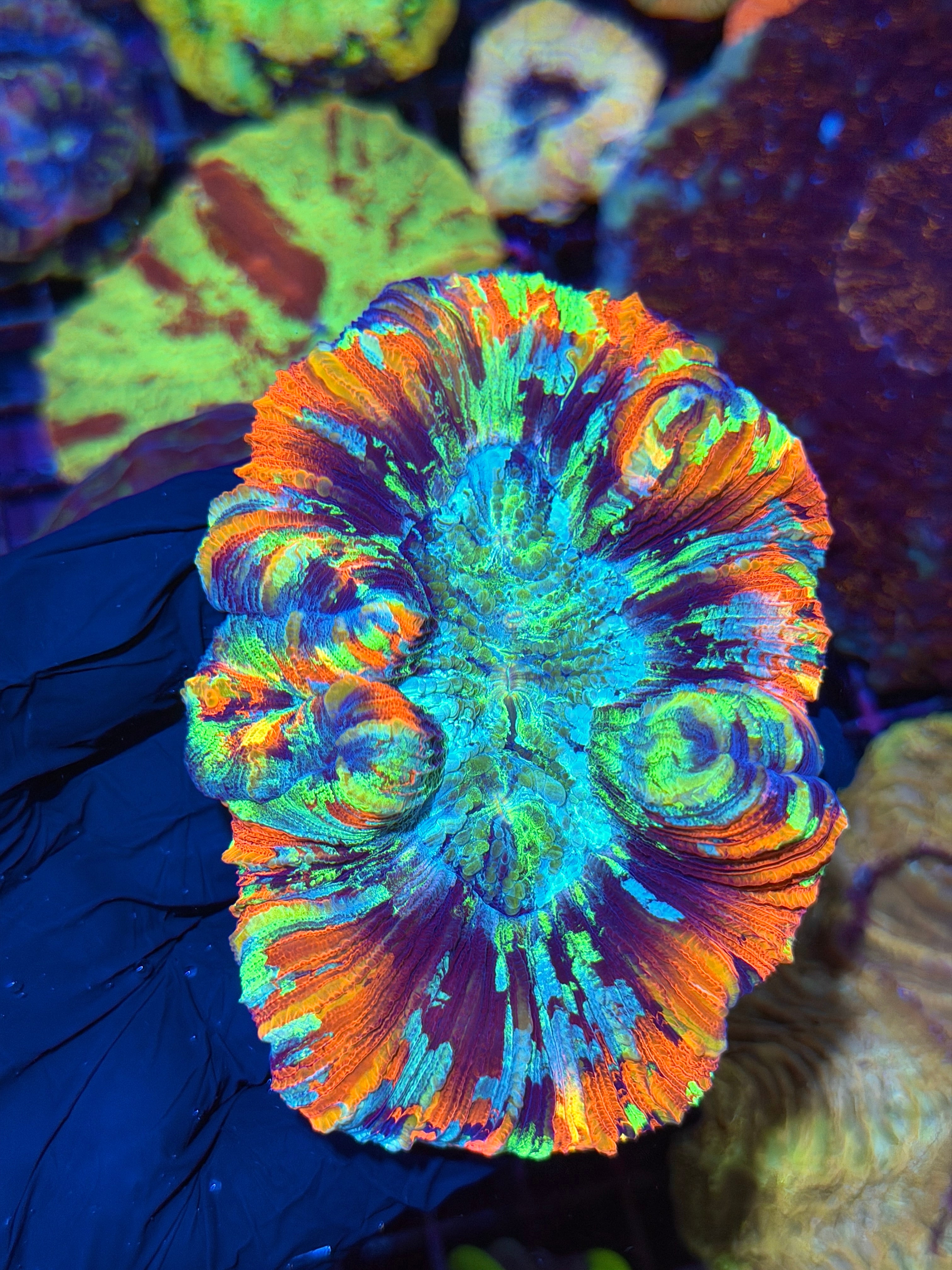 True Rainbow Trachyphyllia Meat Coral BRIGHT