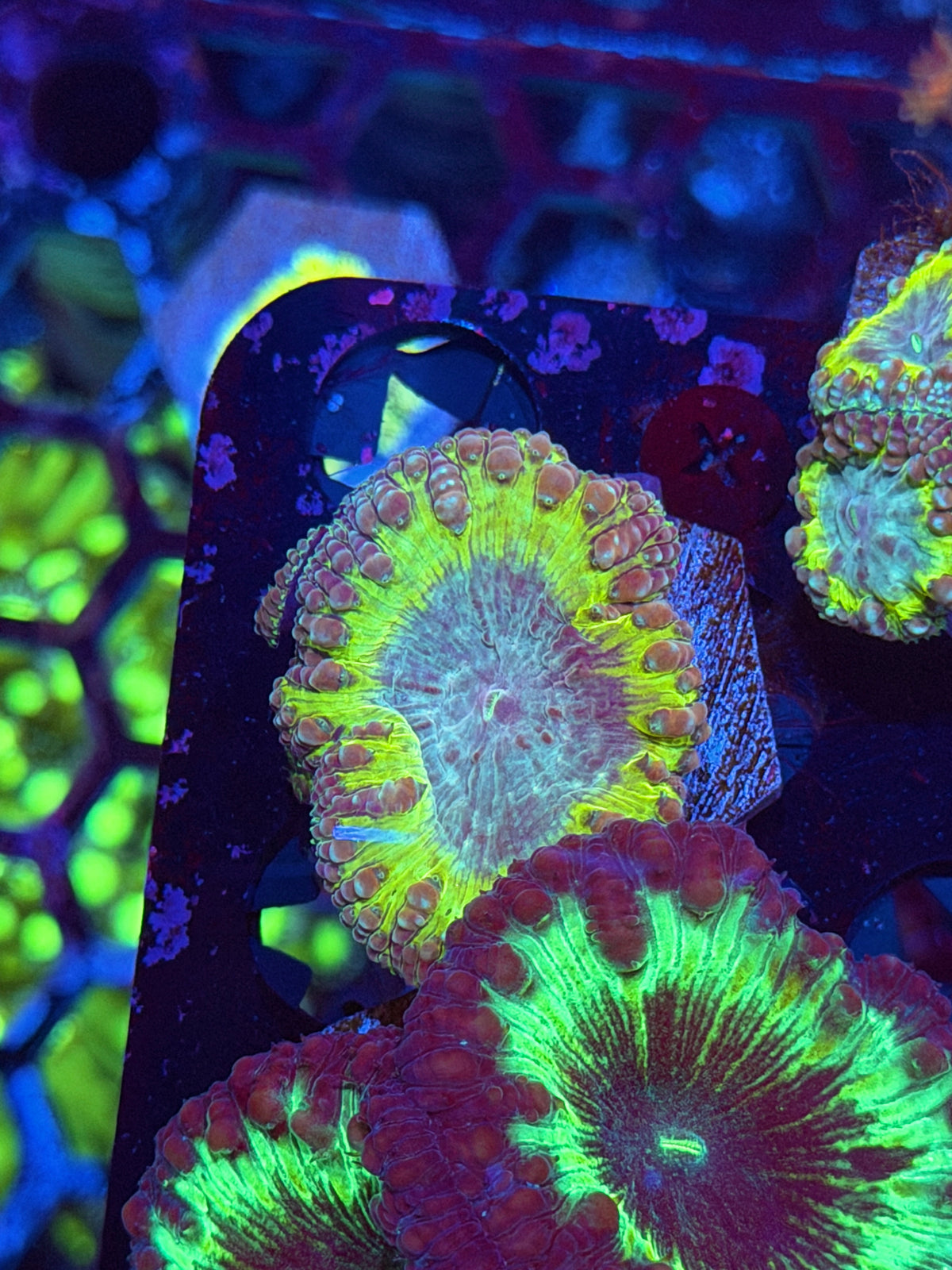 JEA Willy Wonka Blastomussa Coral 2 Heads