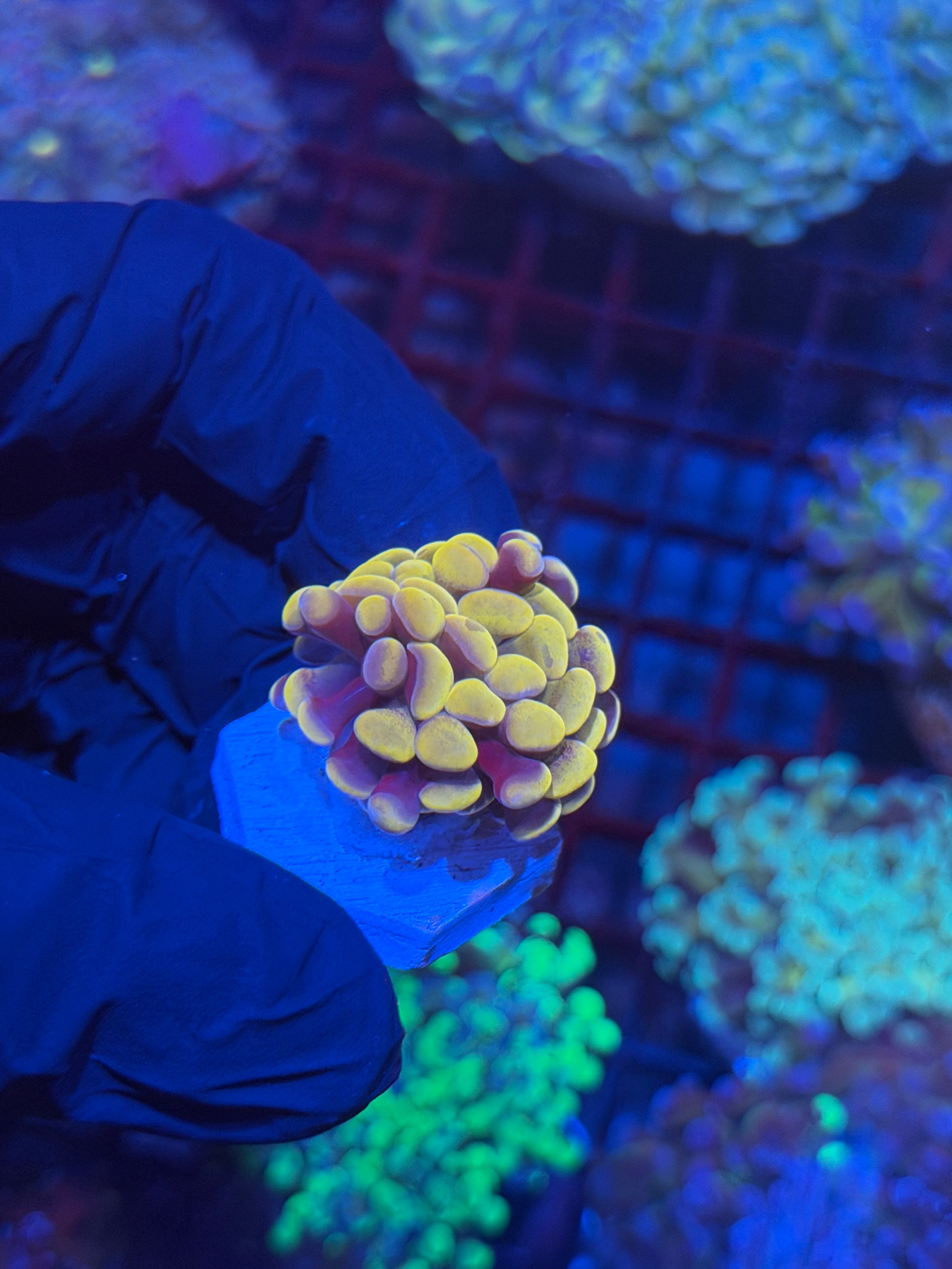 JEA Orange Holo Hammer Coral