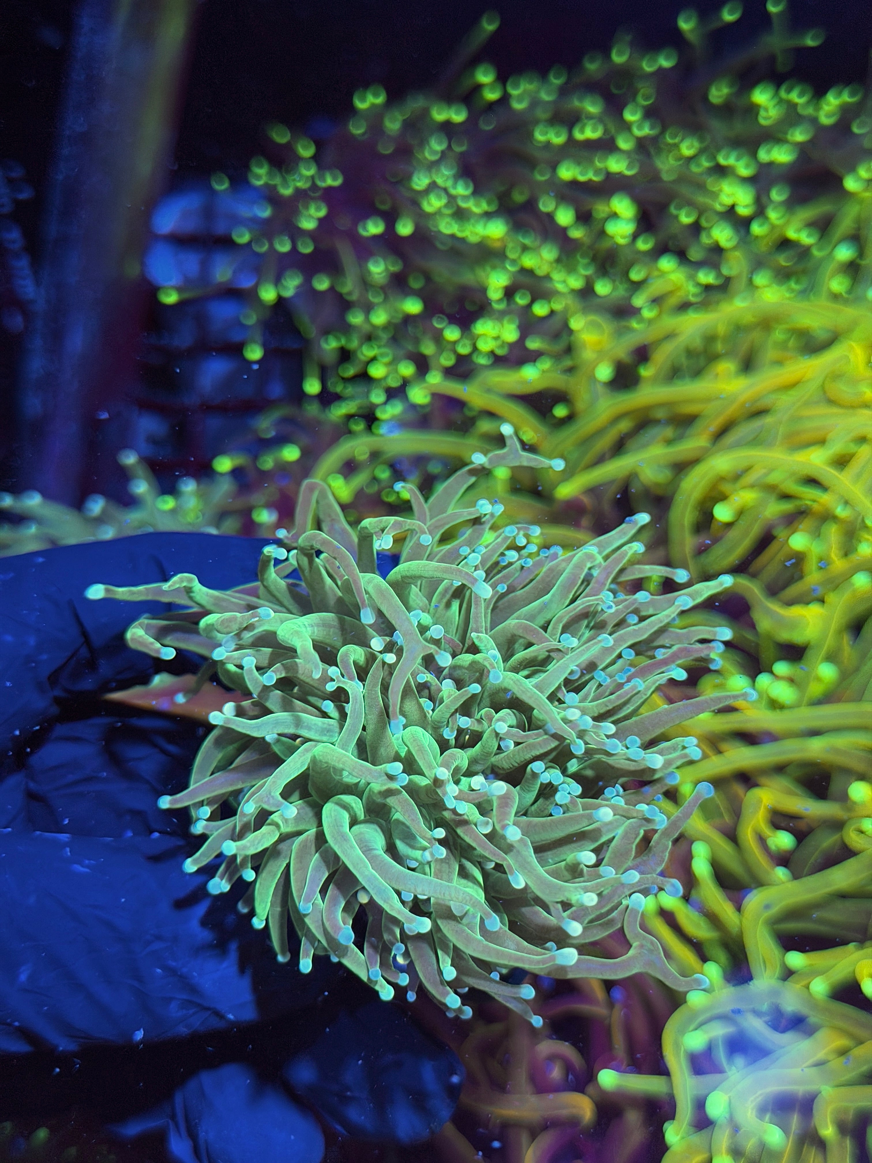 JEA Jedi Master Torch Coral 2 Heads XXL