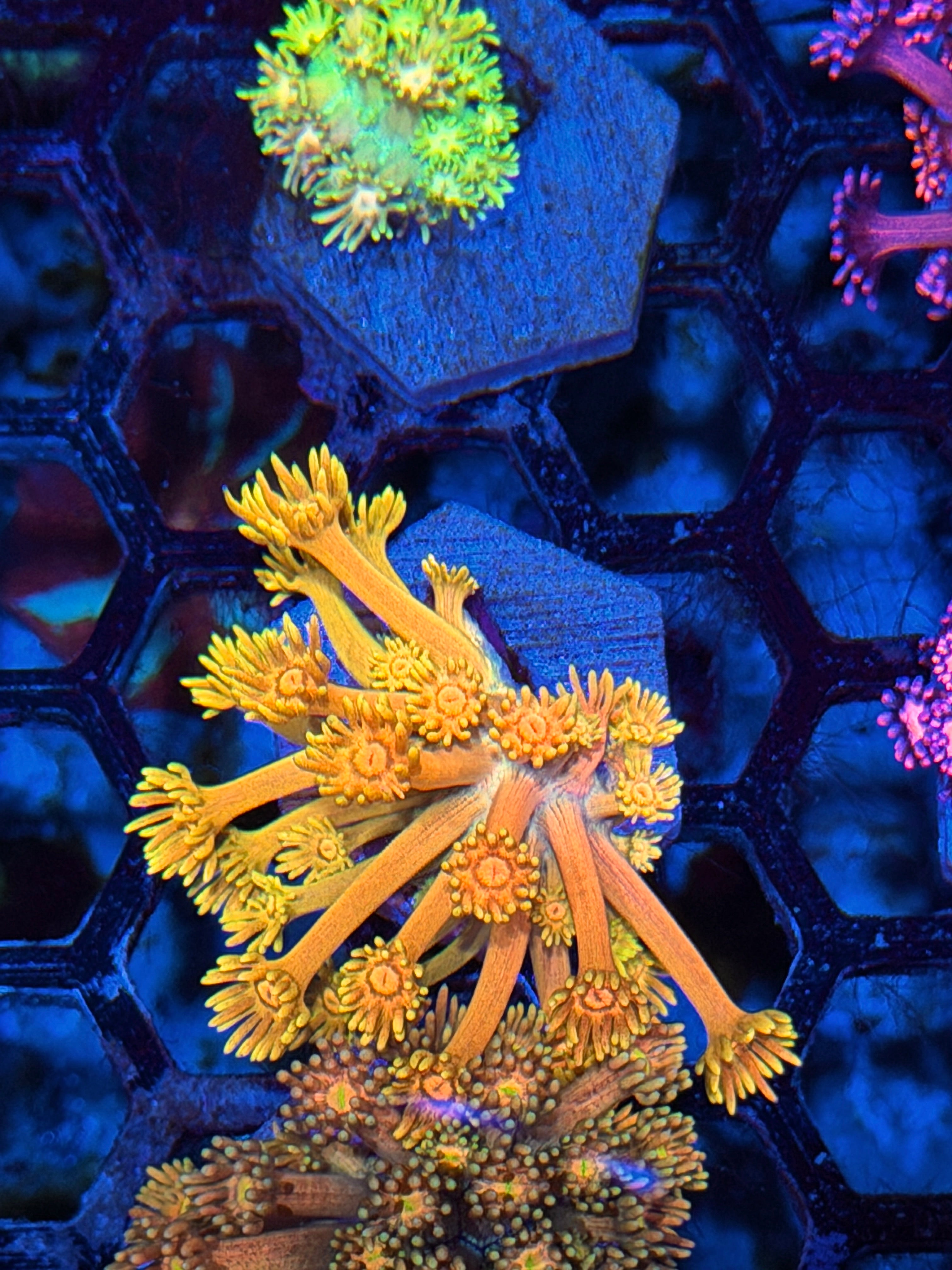 JEA Banana Split Goniopora Coral *New Release* 7/21