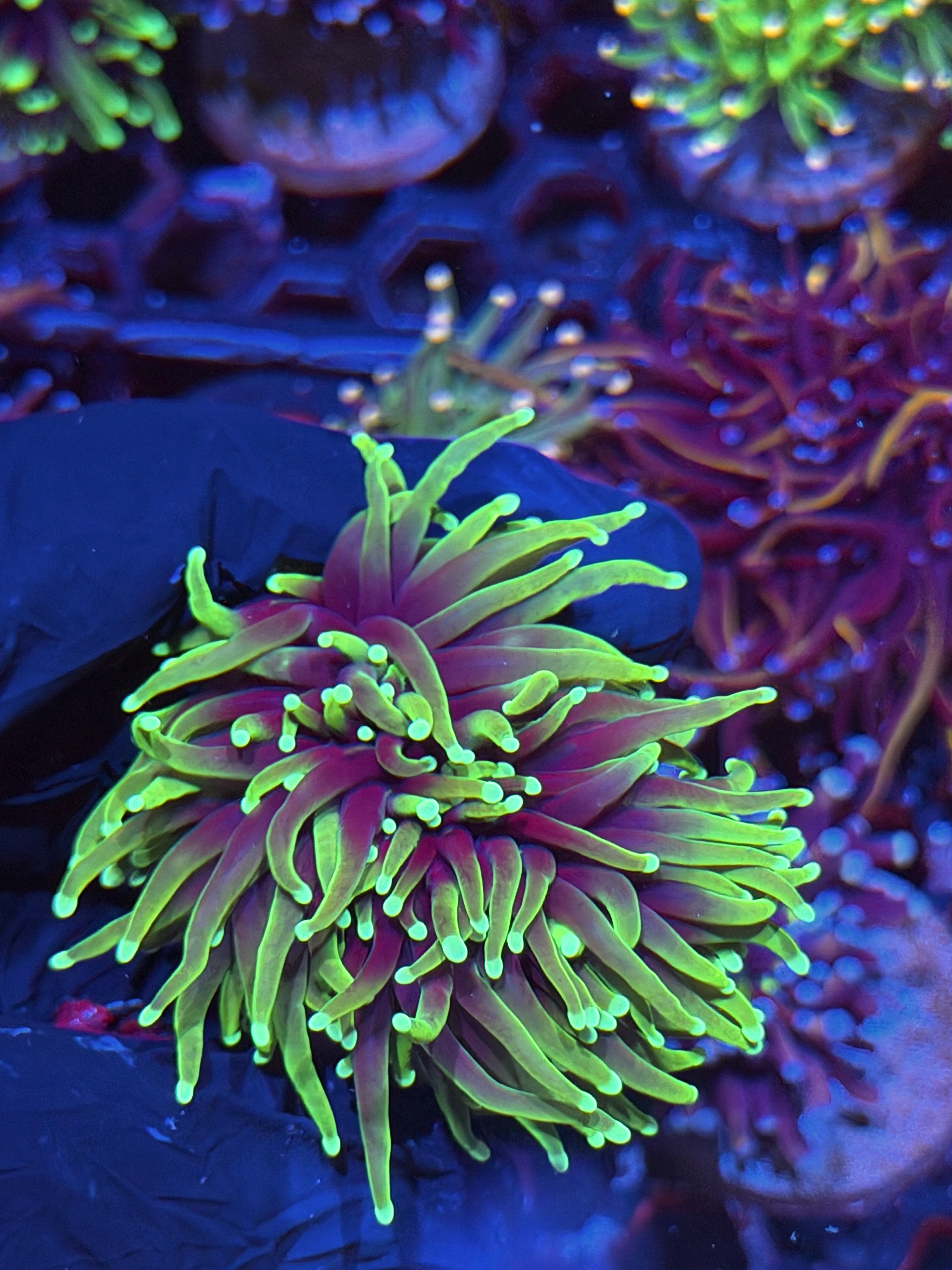 JEA Dragon Soul Torch Coral 3 Heads XL