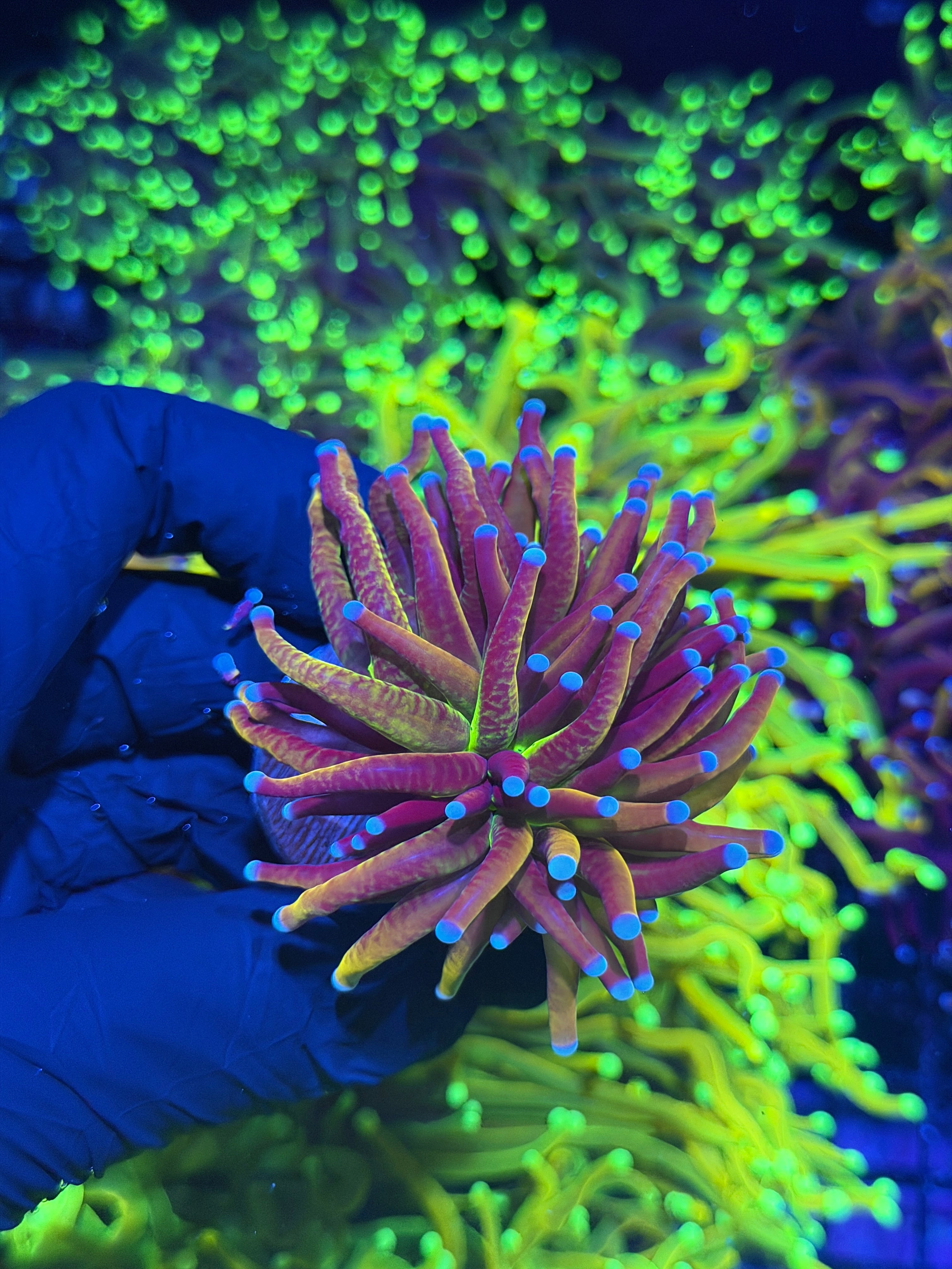 JEA Dragon God Torch Coral 1 XL Head BRIGHT 7/31