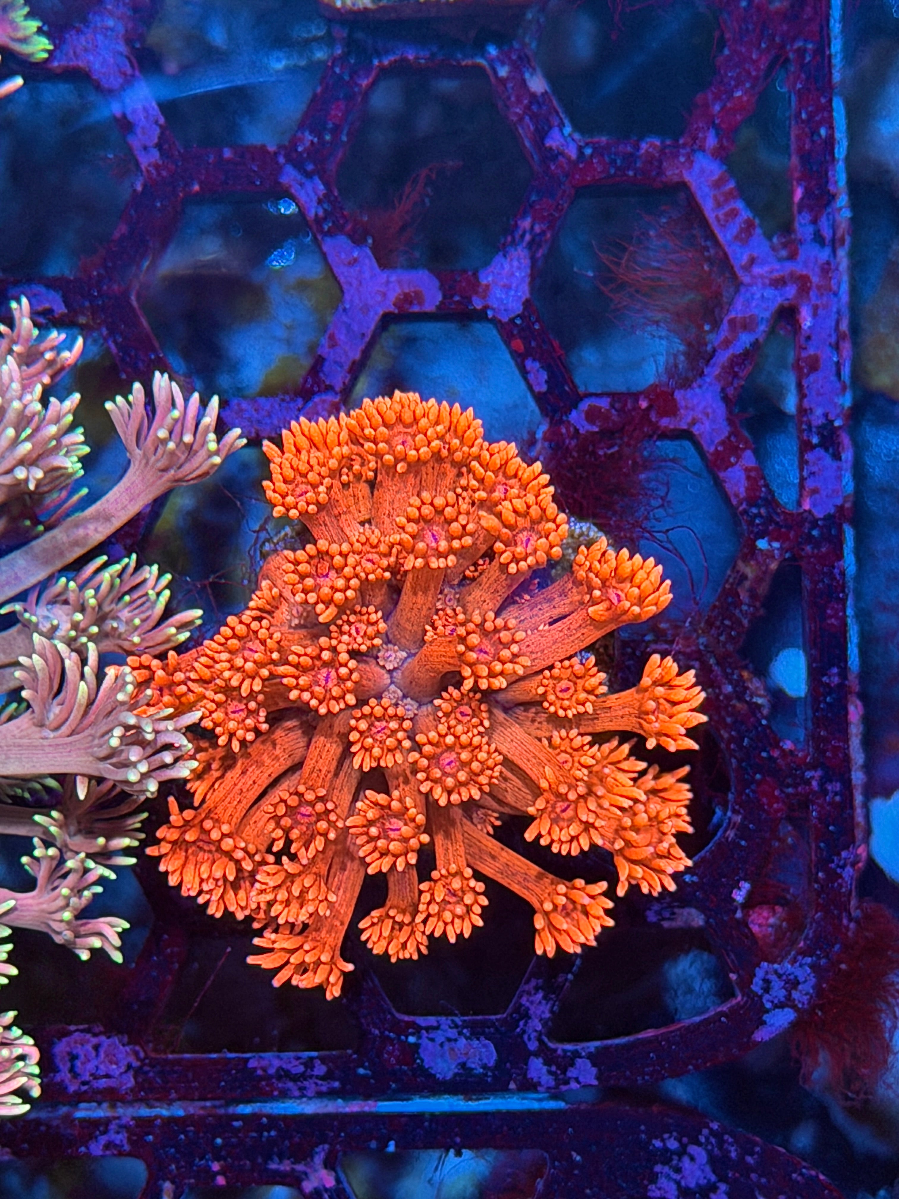 JEA Miss Piggy Goniopora Coral *New Release*