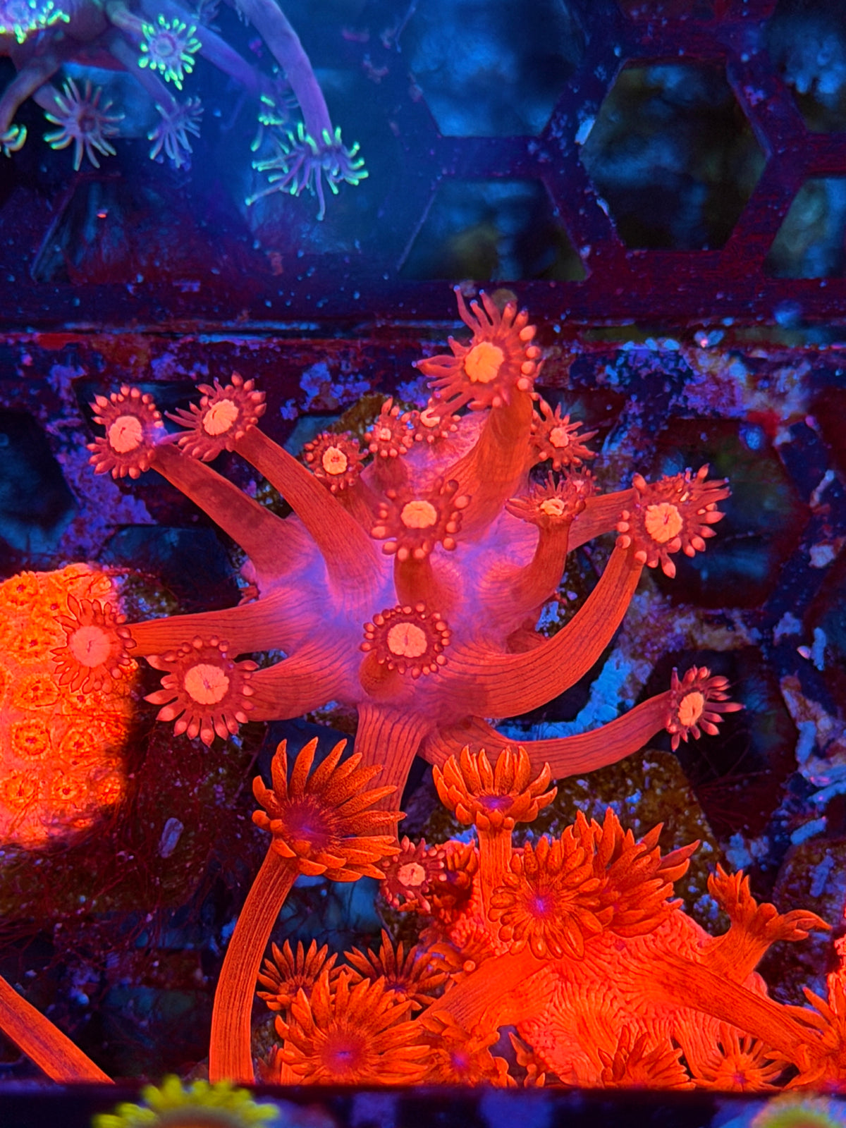 JEA Fire Alarm Goniopora Coral 10/25