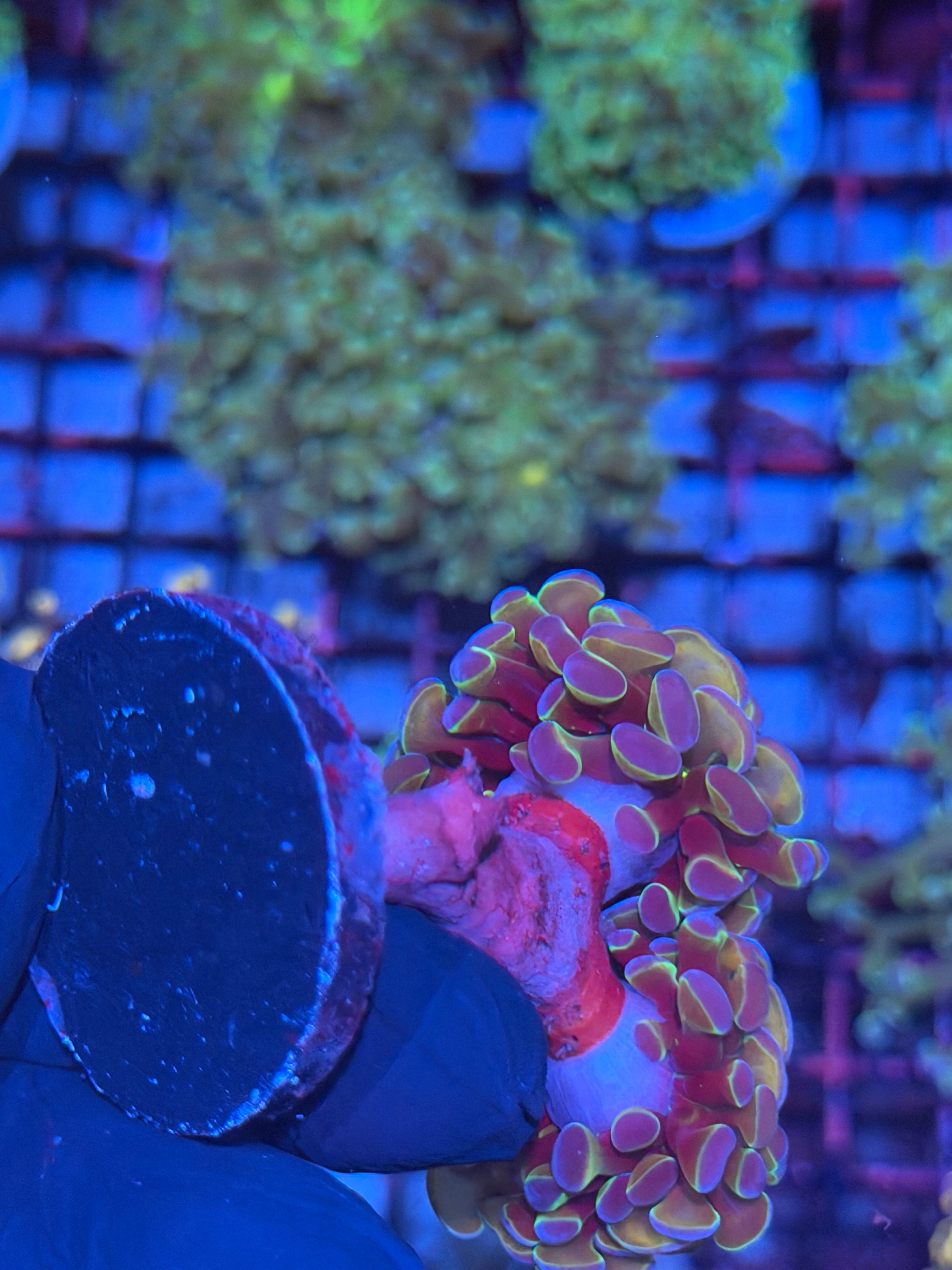 JEA Rainbow Hologram Hammer Coral Mini Colony 3 Heads XXL 8/1