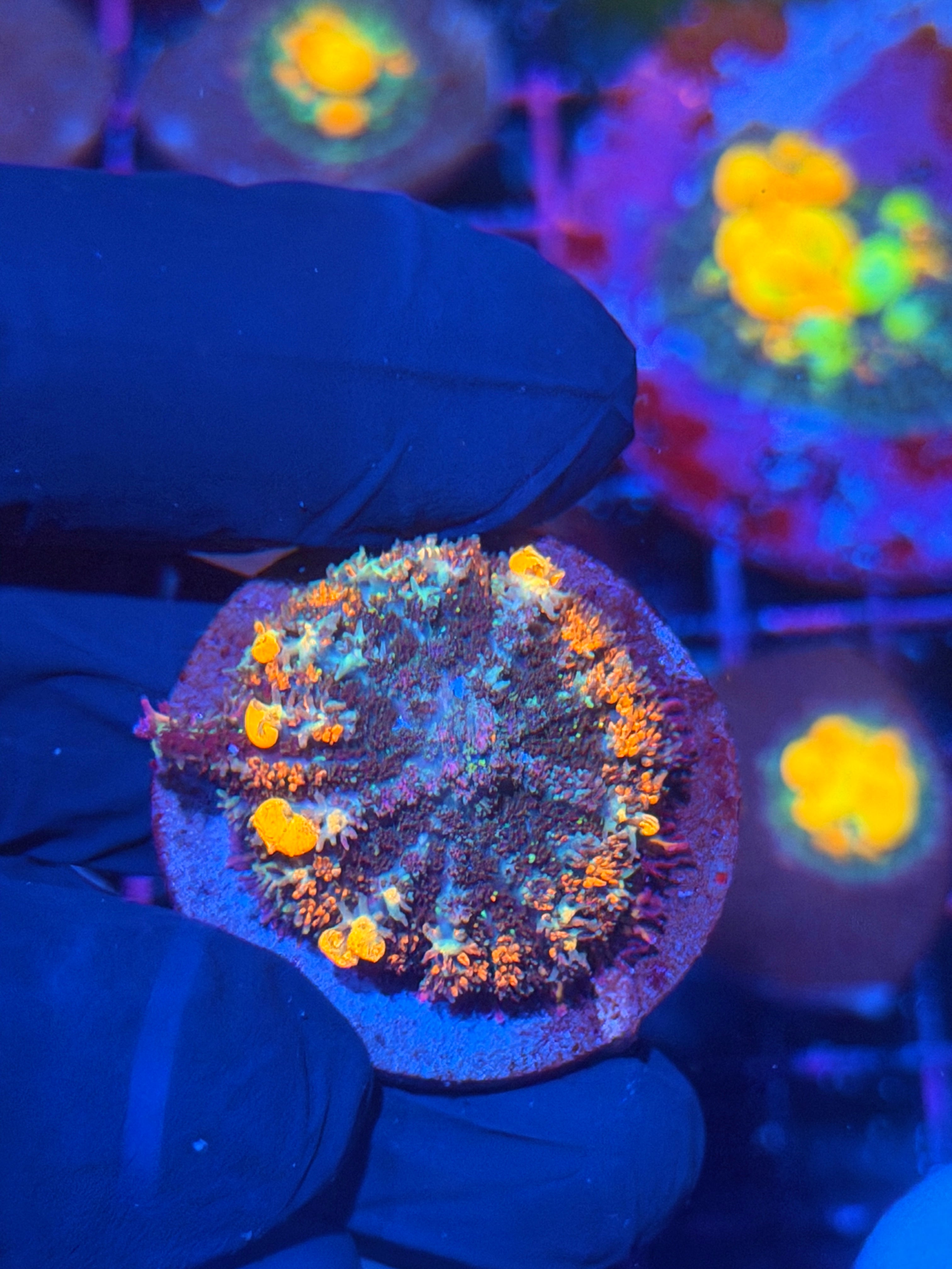JEA Ring Of Fire Bounce Mushroom Coral 11/28