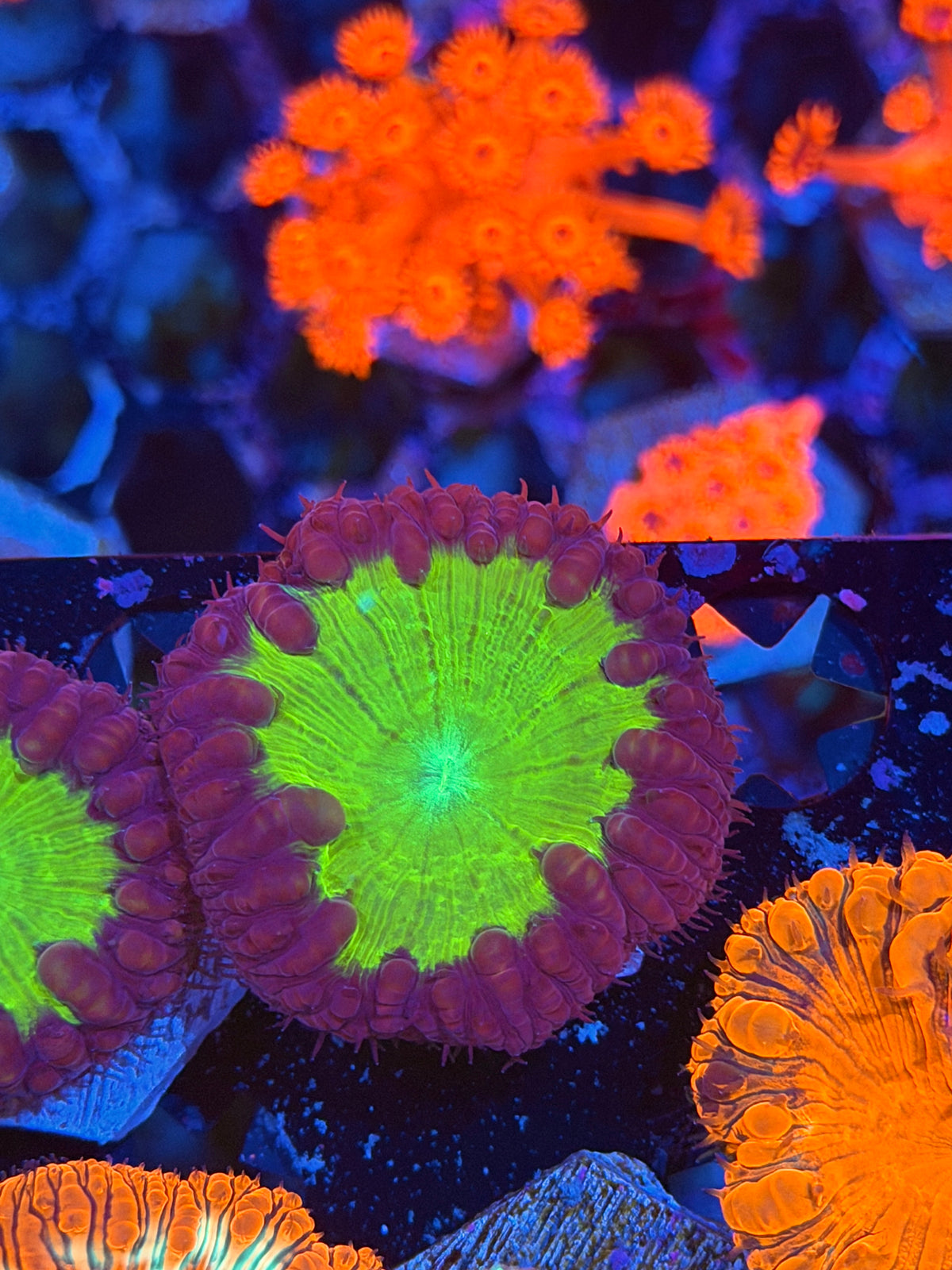 JEA Watermelon Blast Blastomussa Coral 1 XL Head 9/27