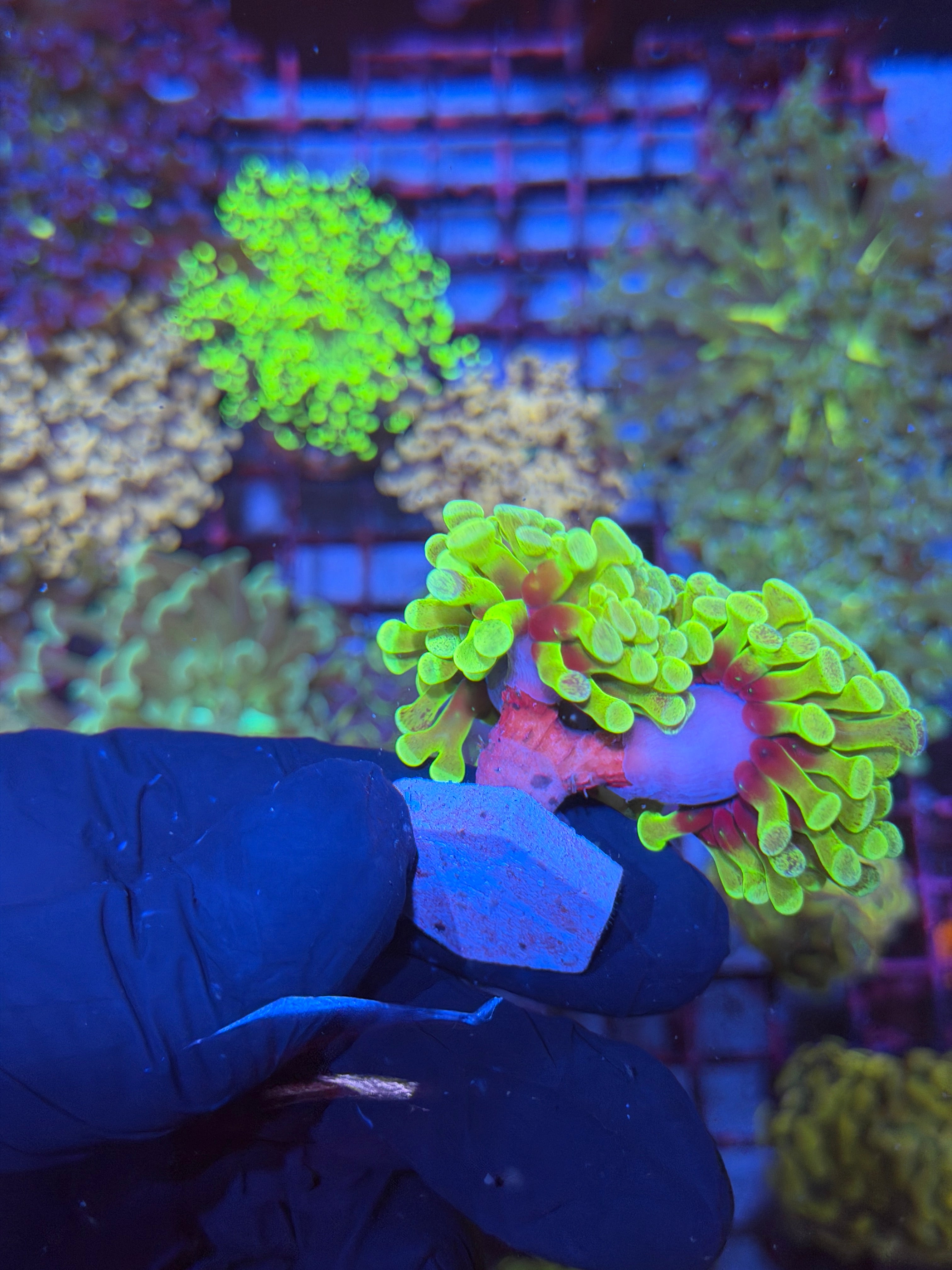 JEA Pixie Stix Hammer Coral 3 XL Heads Rare Last Frag 7/10