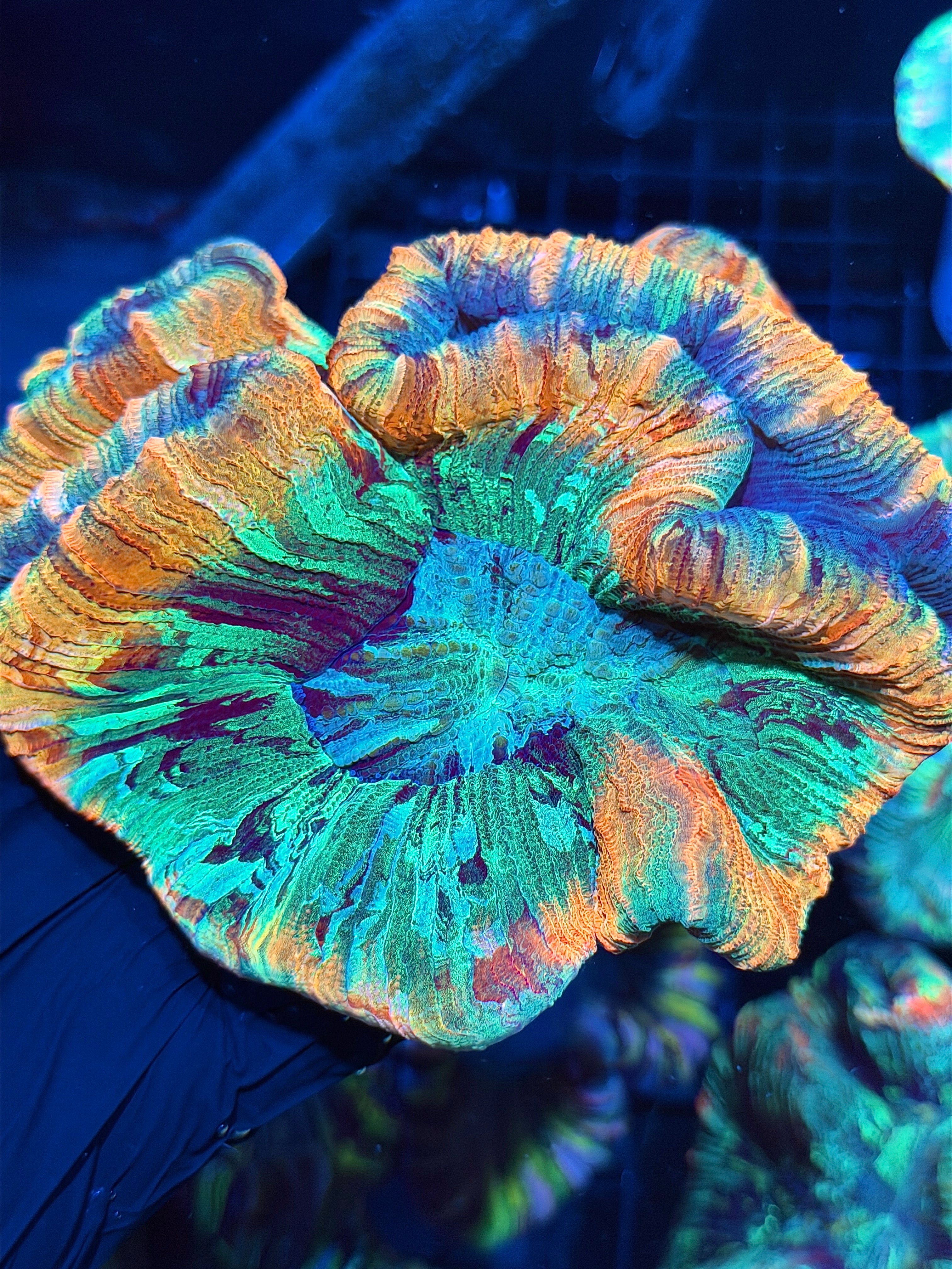 Rainbow Trachyphyllia Meat Coral XXL Show Piece 6/4