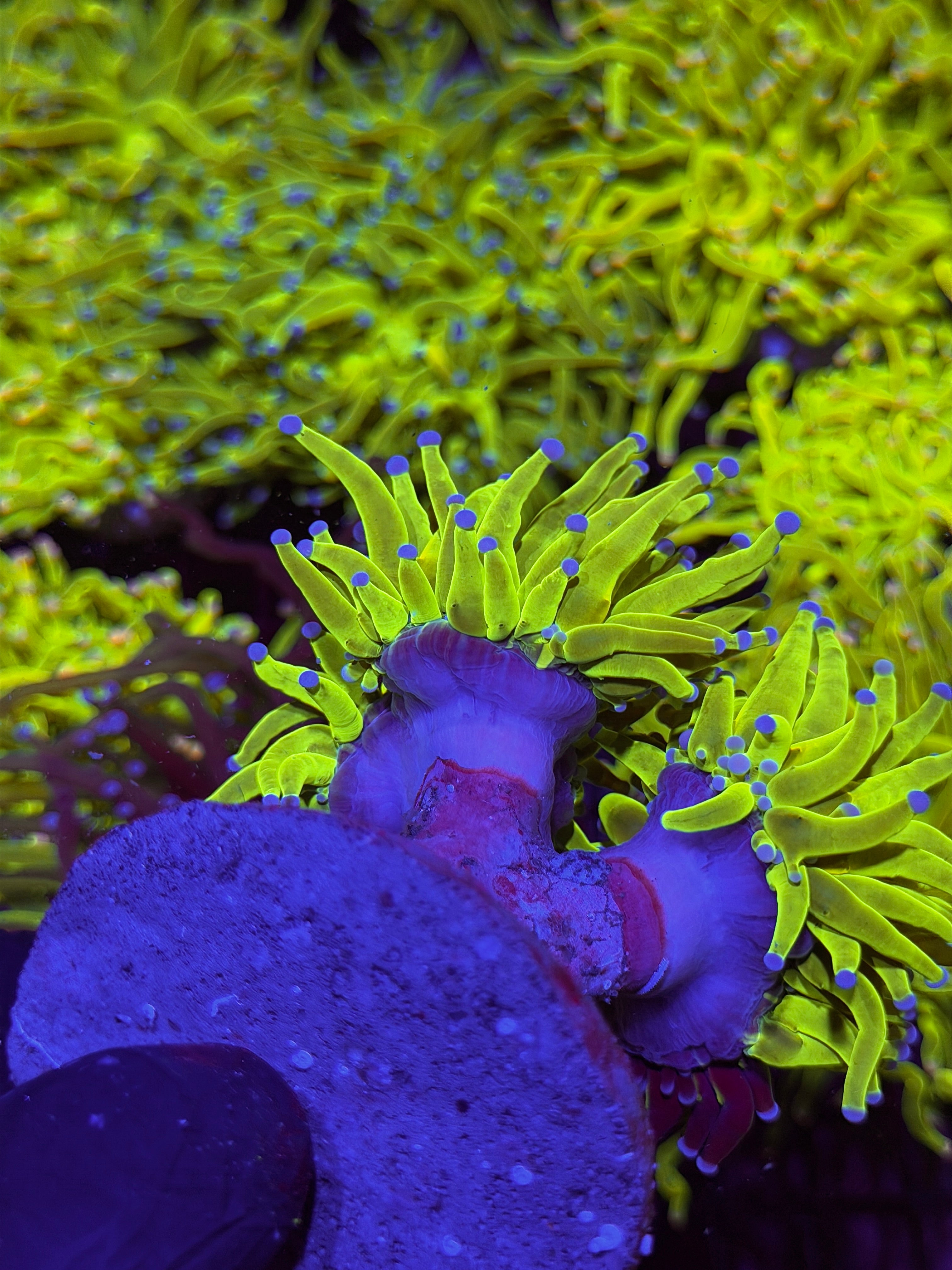 JEA Grafted Holy Grail Torch Coral 2 Heads XXXL Show Piece 7/22