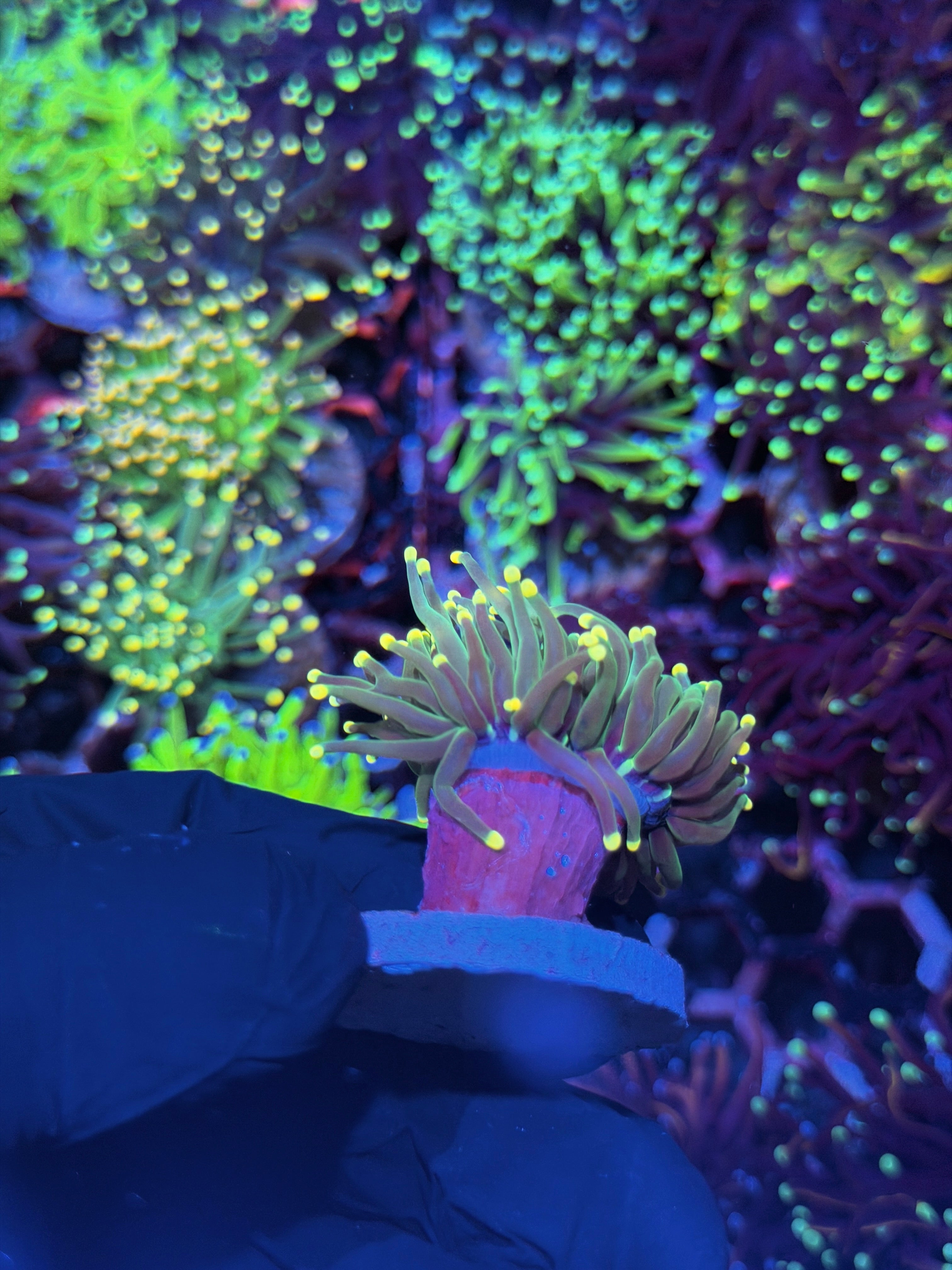 JEA Lemon Drop Torch Coral 2 Heads 7/31