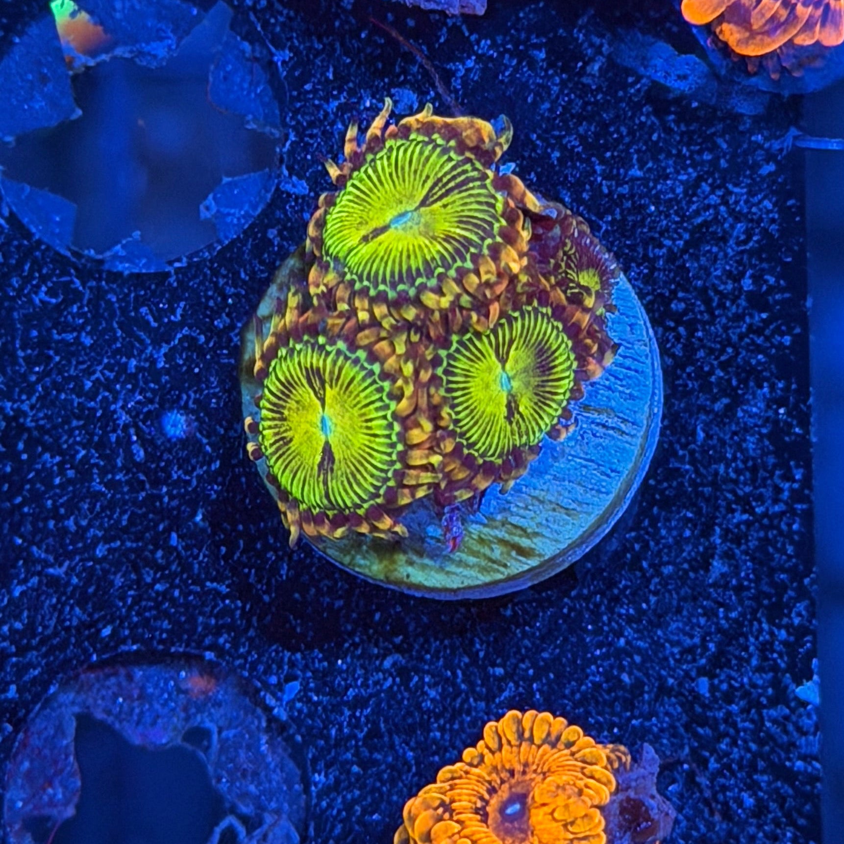JEA Buttkisser Zoanthid Coral 4 XL Polyps 6/4