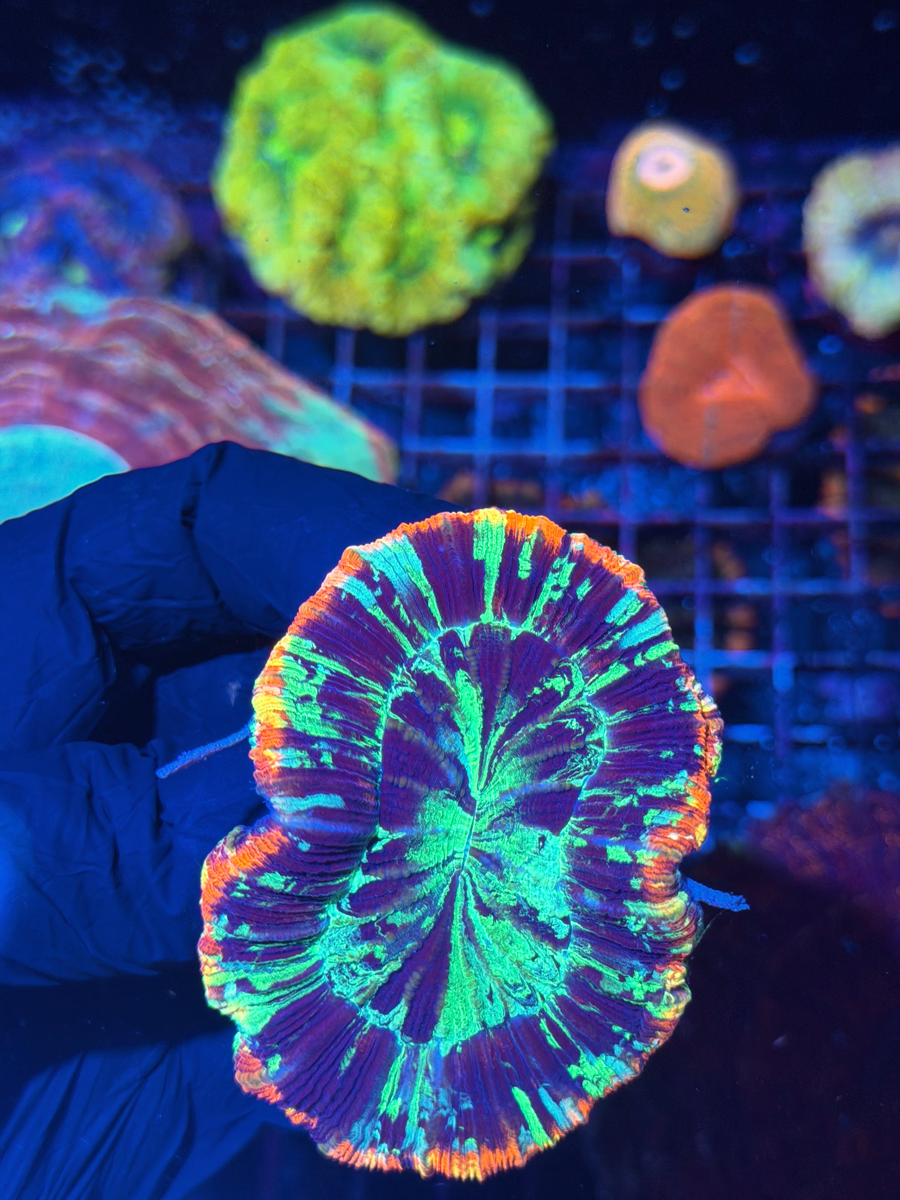 Rainbow Trachyphyllia Meat Coral