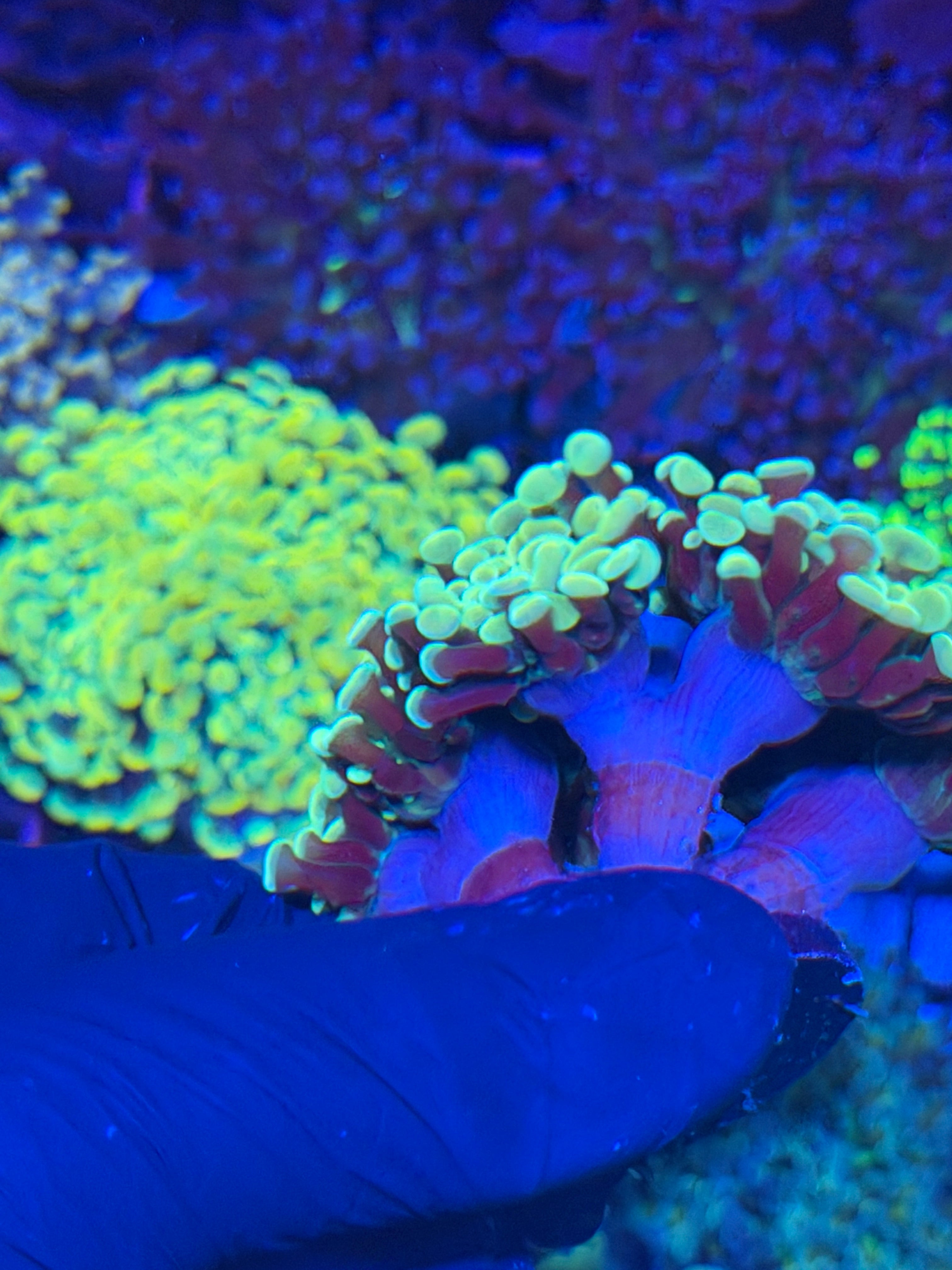 JEA Golden Boy Hammer Coral Colony XXXL 7+ Heads 7/22