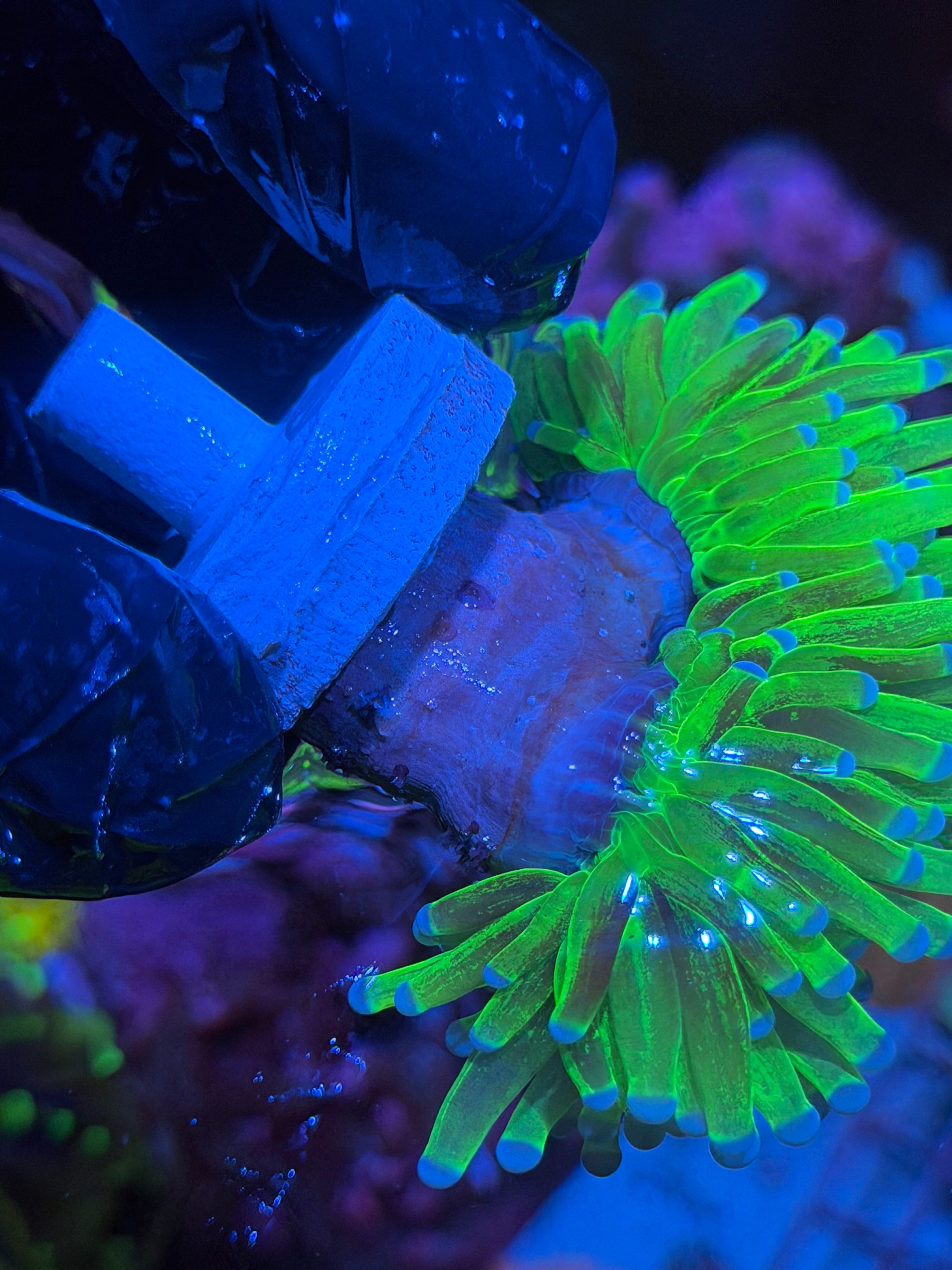JEA Grafted Glitter Holy Grail Torch Coral 2 Heads XXXL Splitting to 3 6/3