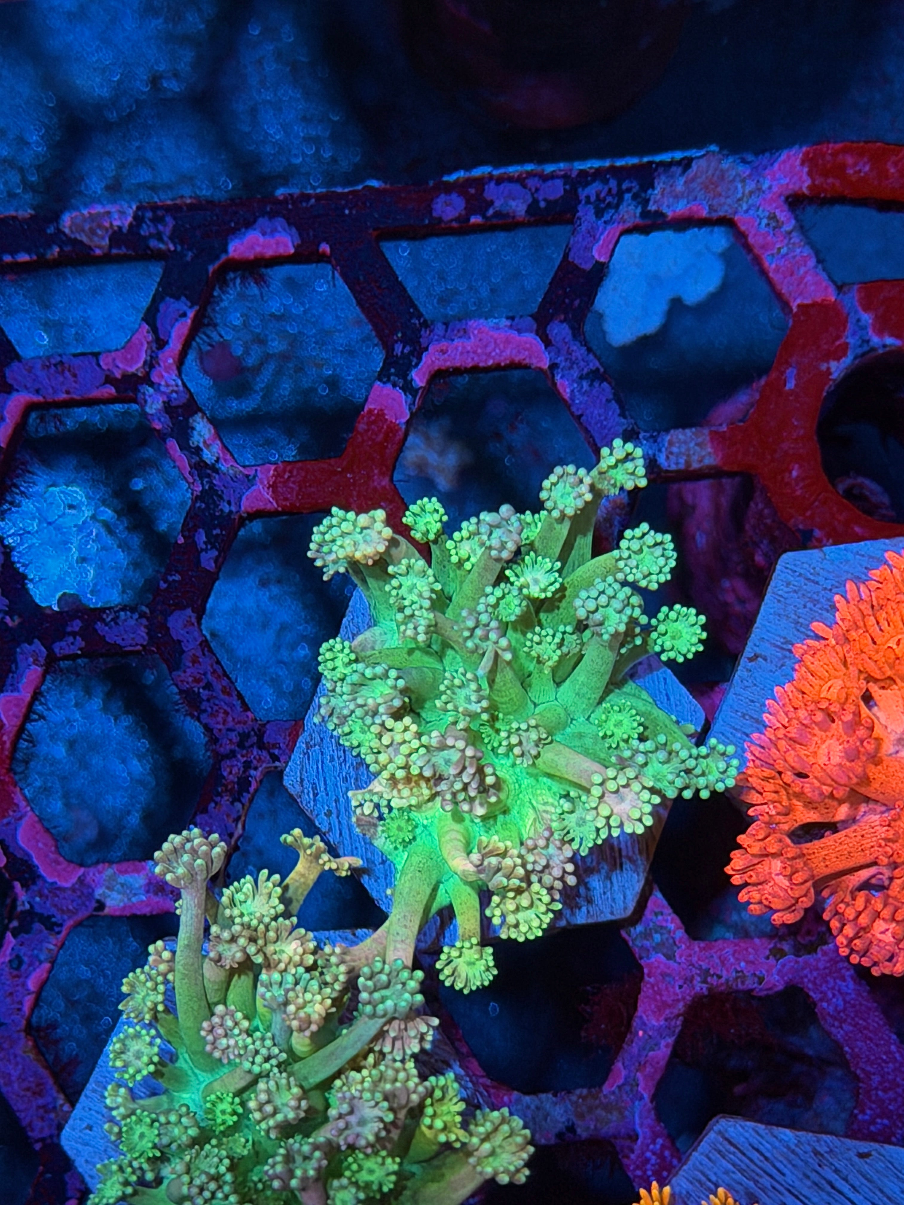 JEA Leprechaun Goniopora Coral *New Release*