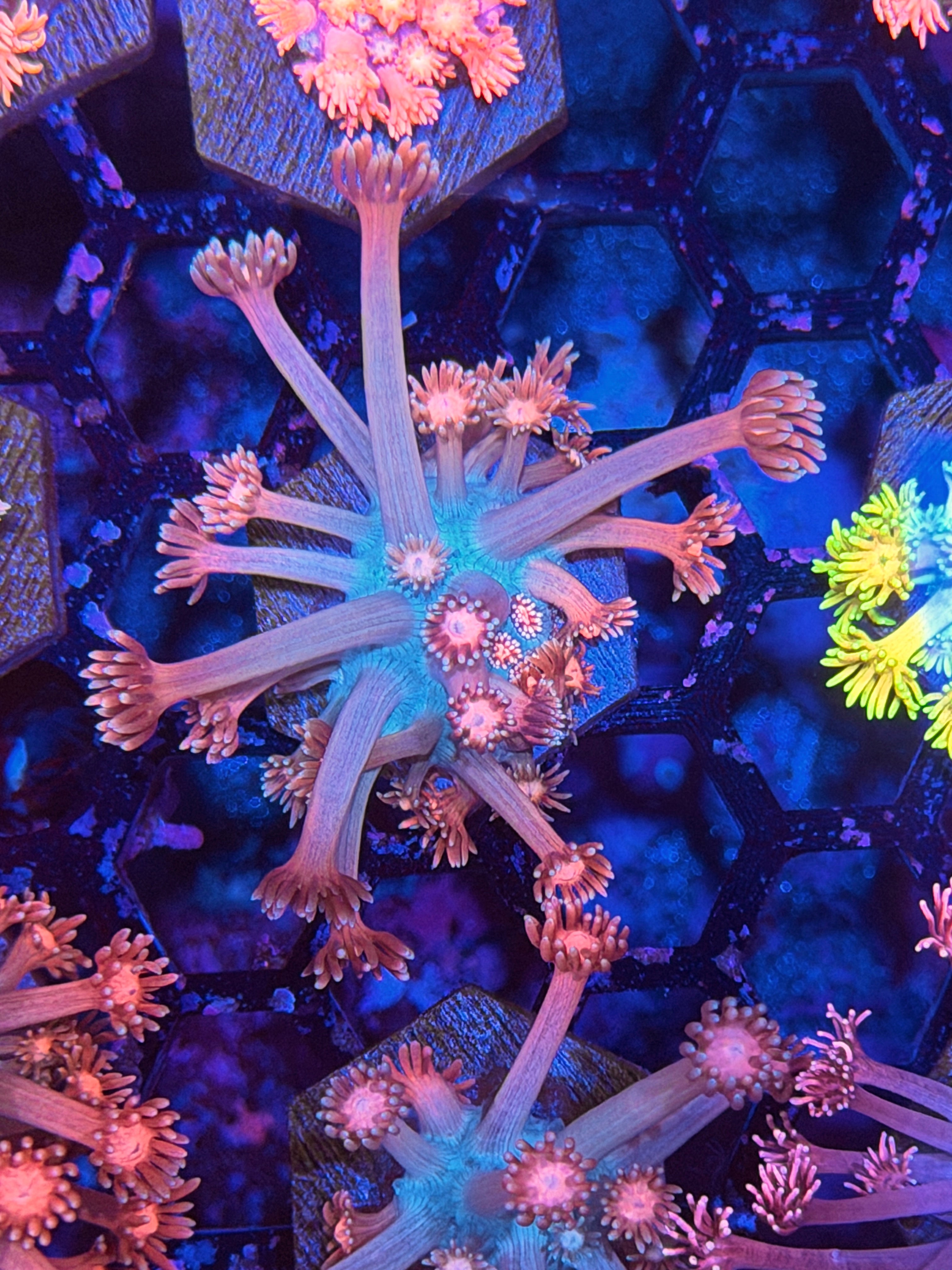 JEA Pink Cosmo Goniopora Coral 11/28