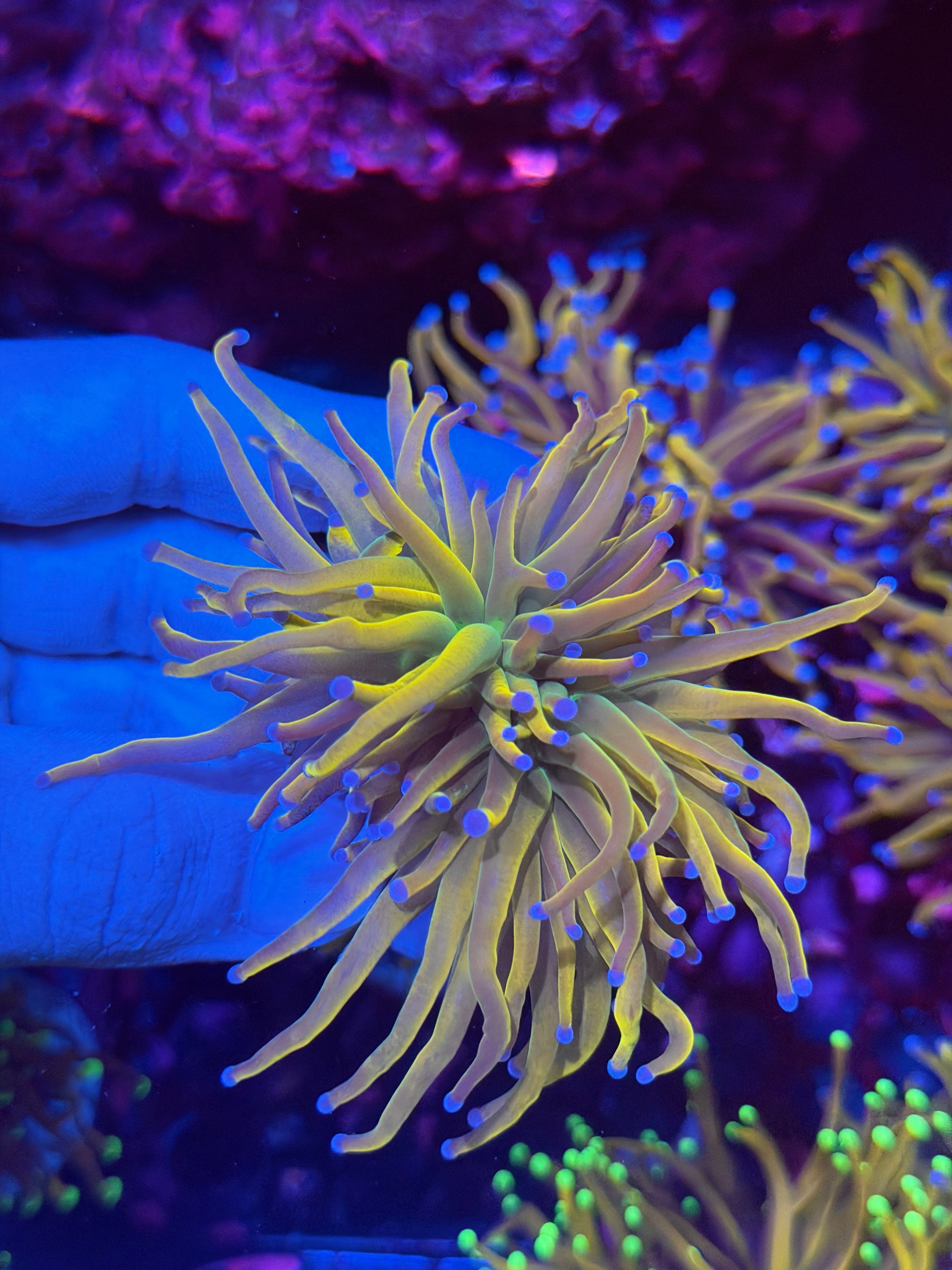 JEA Dragon Tamer Torch Coral 2 Heads XL 11/28