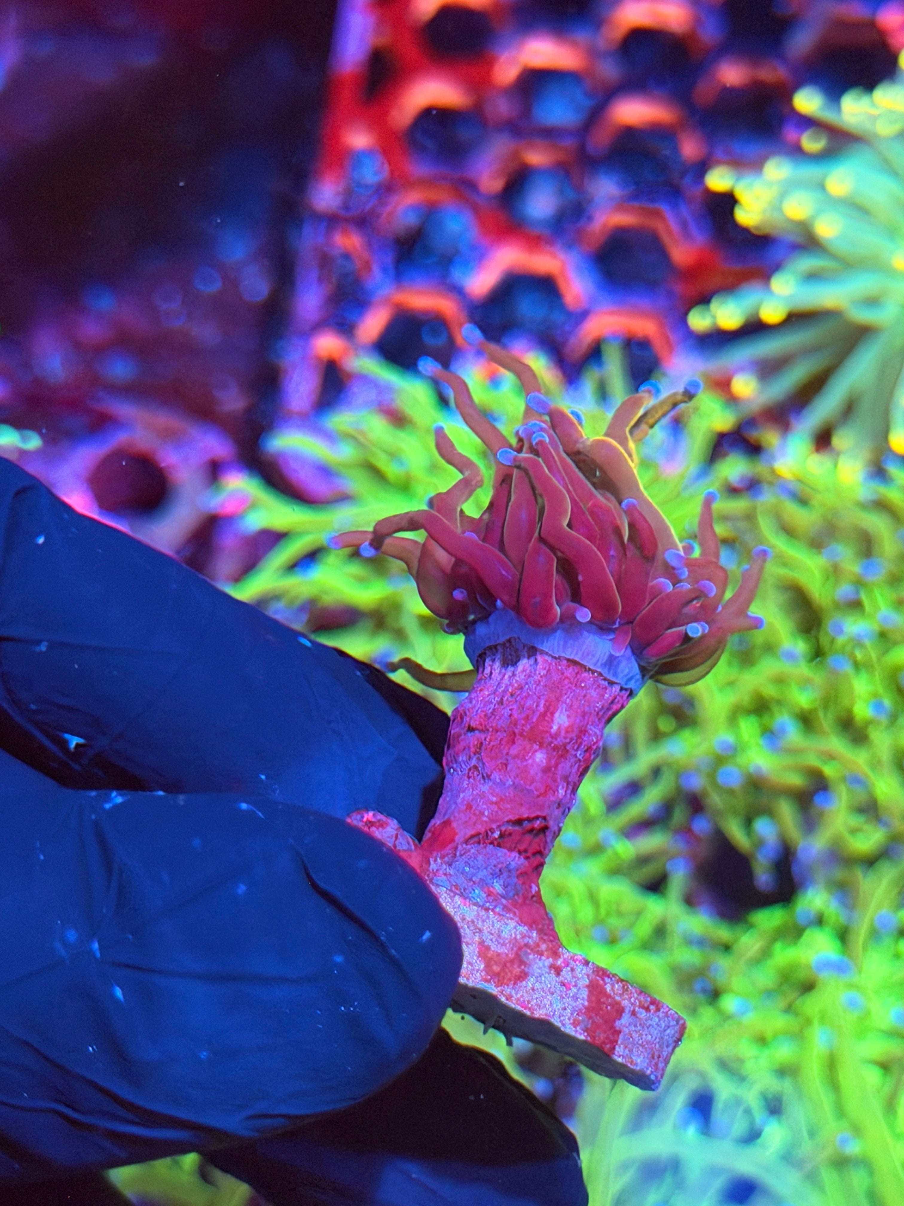 JEA DRAGON TAMER Torch Coral 1 Xl Head 9/5